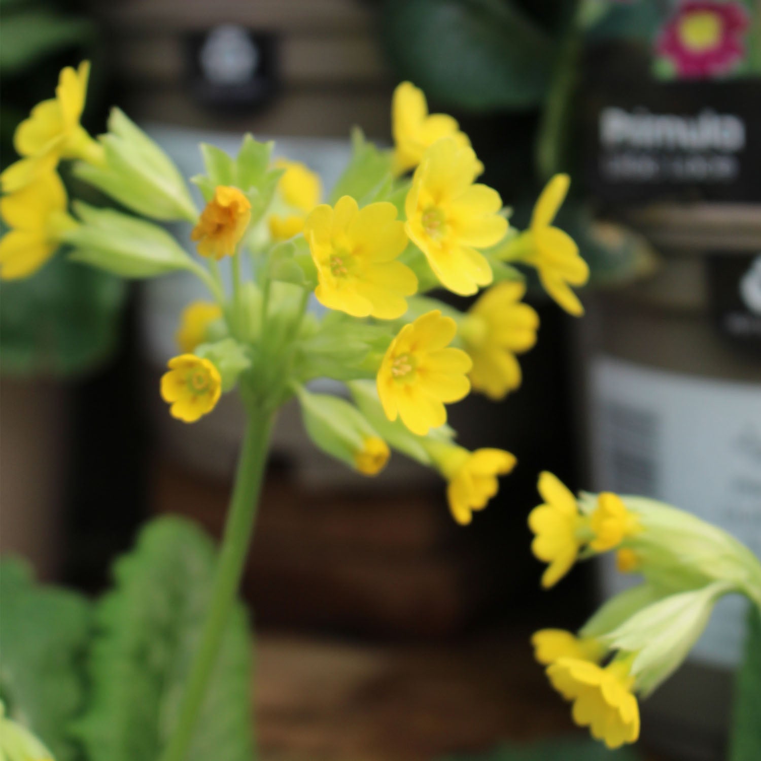 Cowslip Native 1L