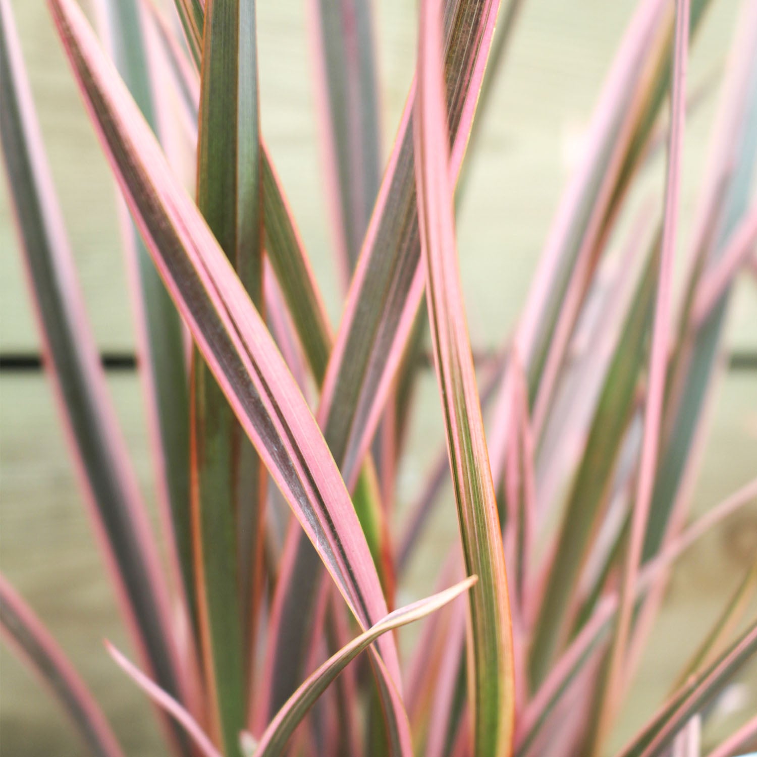 Phormium Rainbow Queen 1L