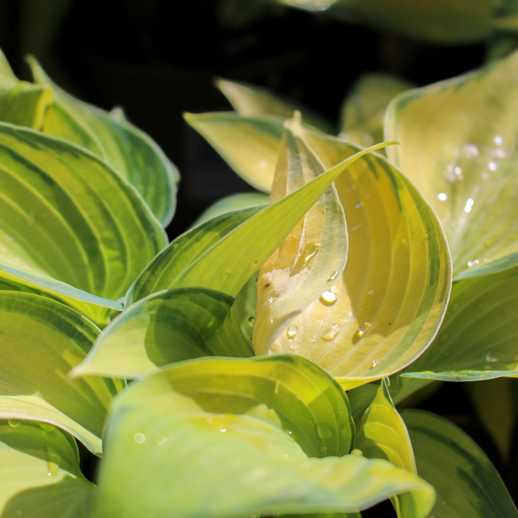 Hosta June 1L