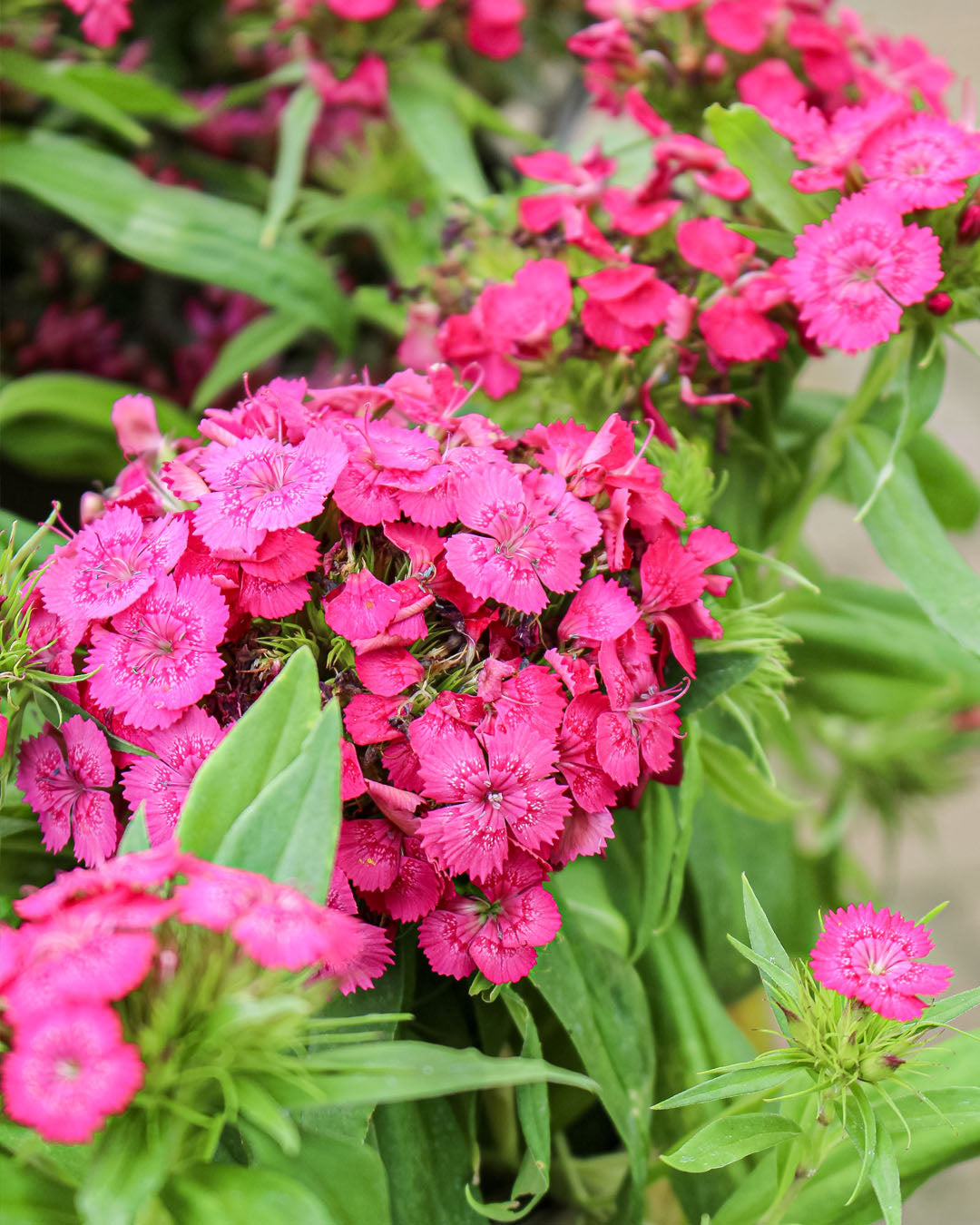 Dianthus 'Sweet William' Rose 2L