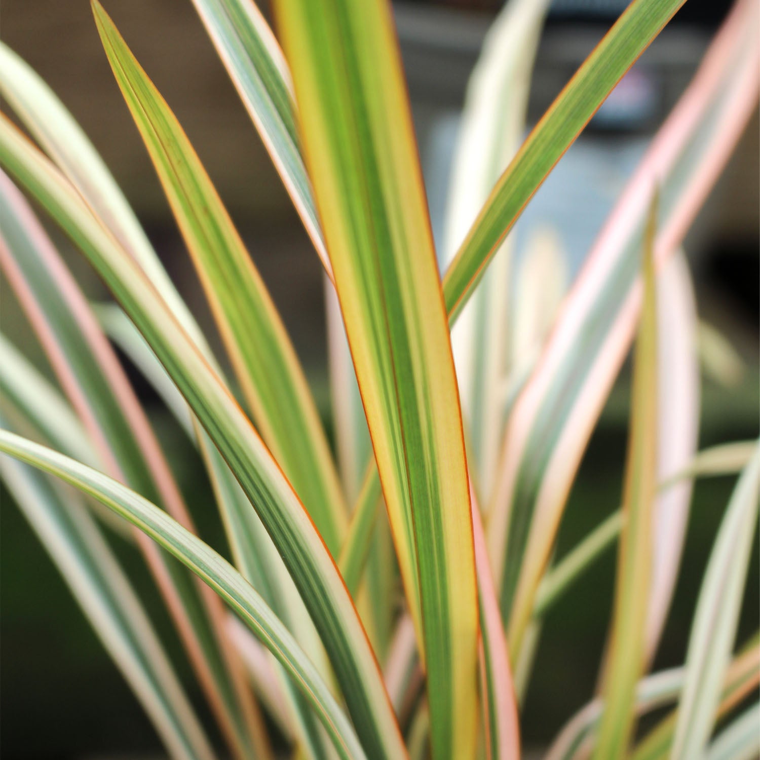 Phormium Golden Ray 1L