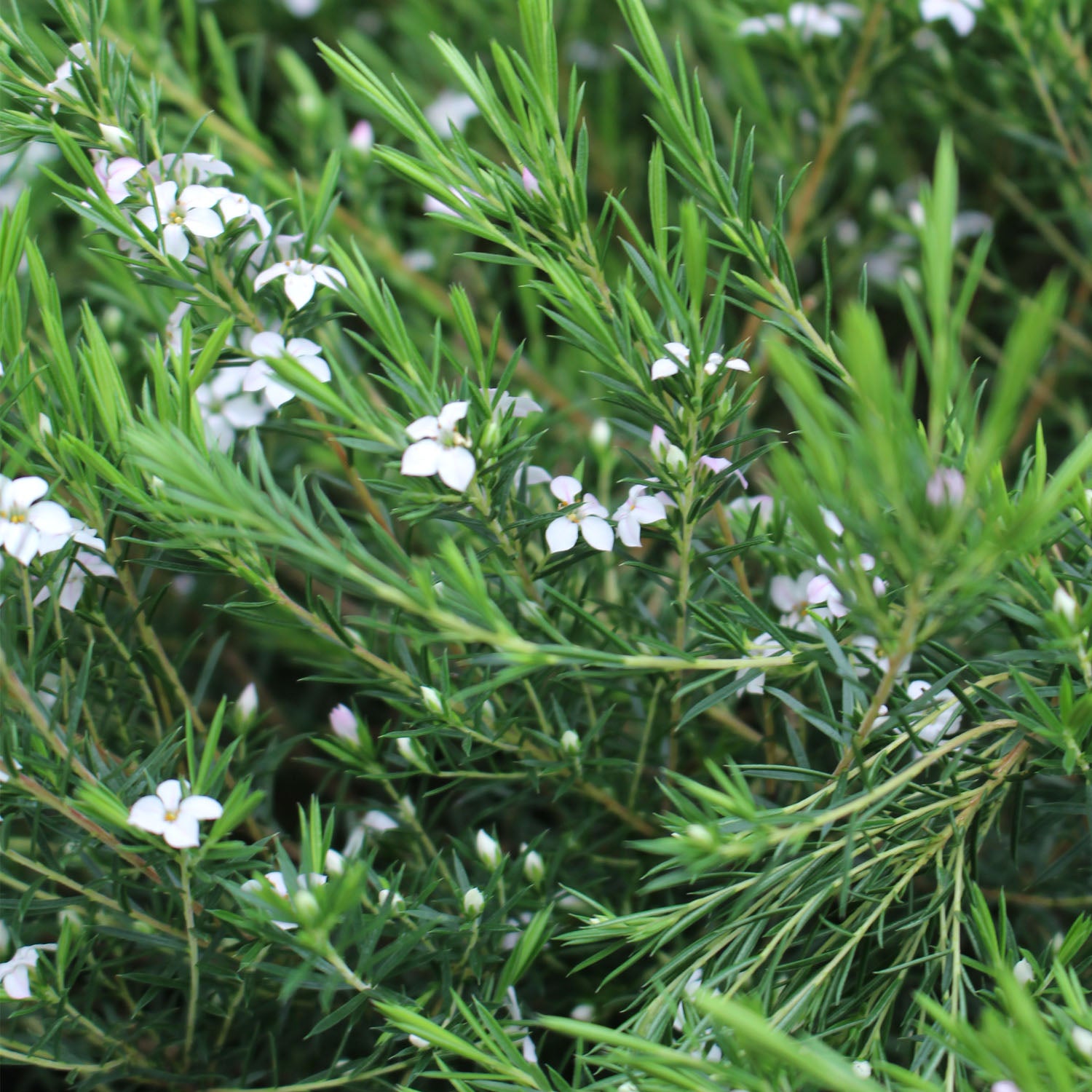 Diosma Pink Fountain 3L