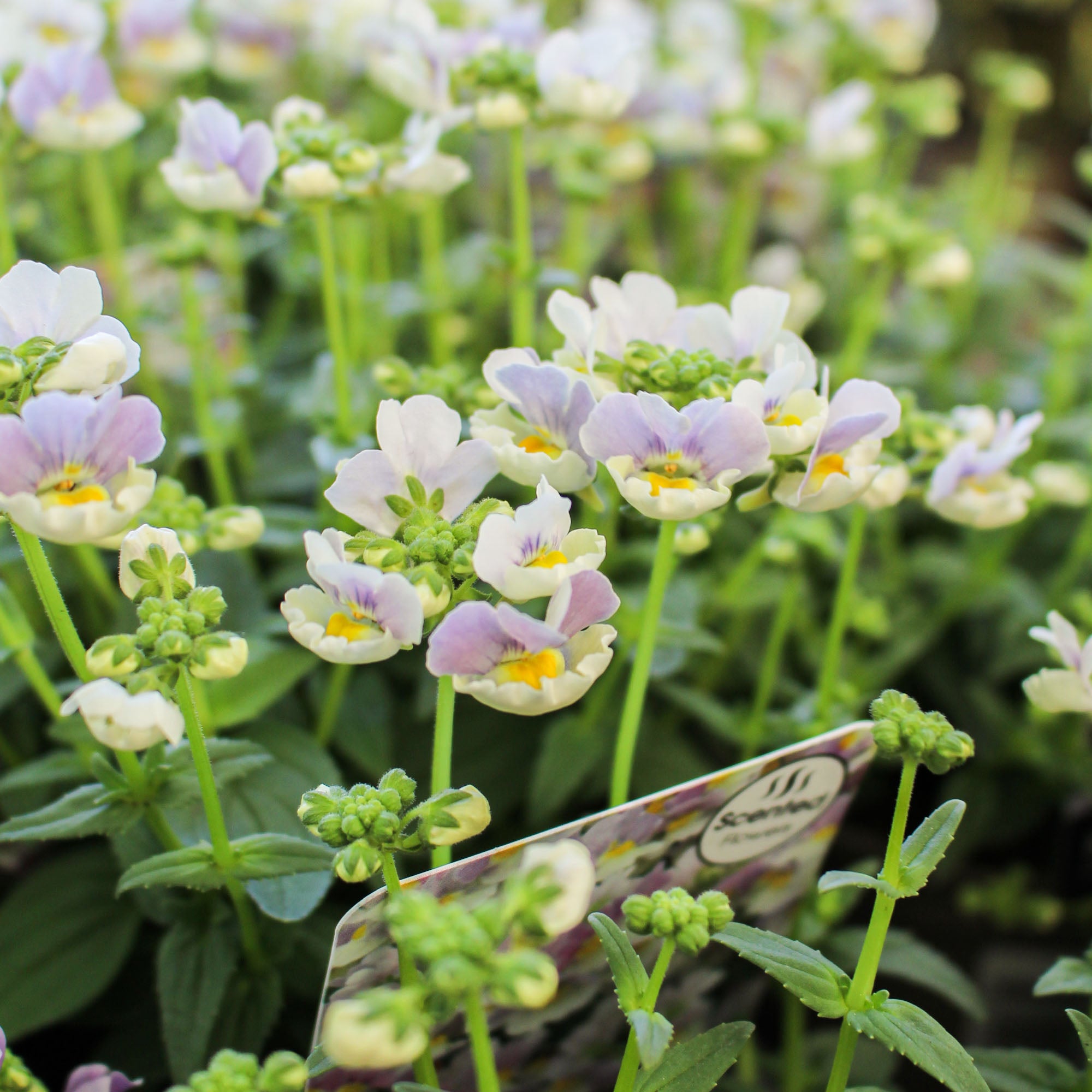 Nemesia ‘Easter Bonnet’ 1L