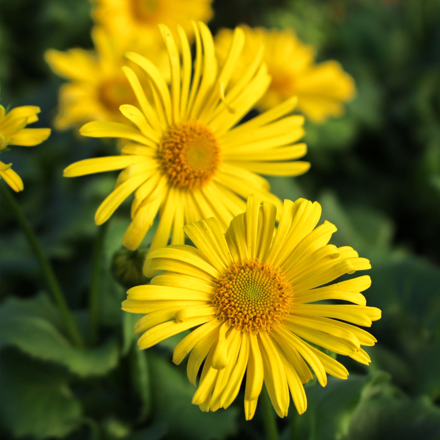 Doronicum Orientale Leonardo 3L