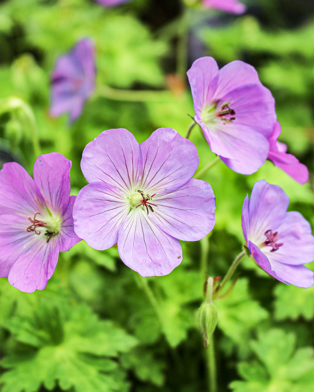 Geranium 'Cranesbill' Azure Rush 3L