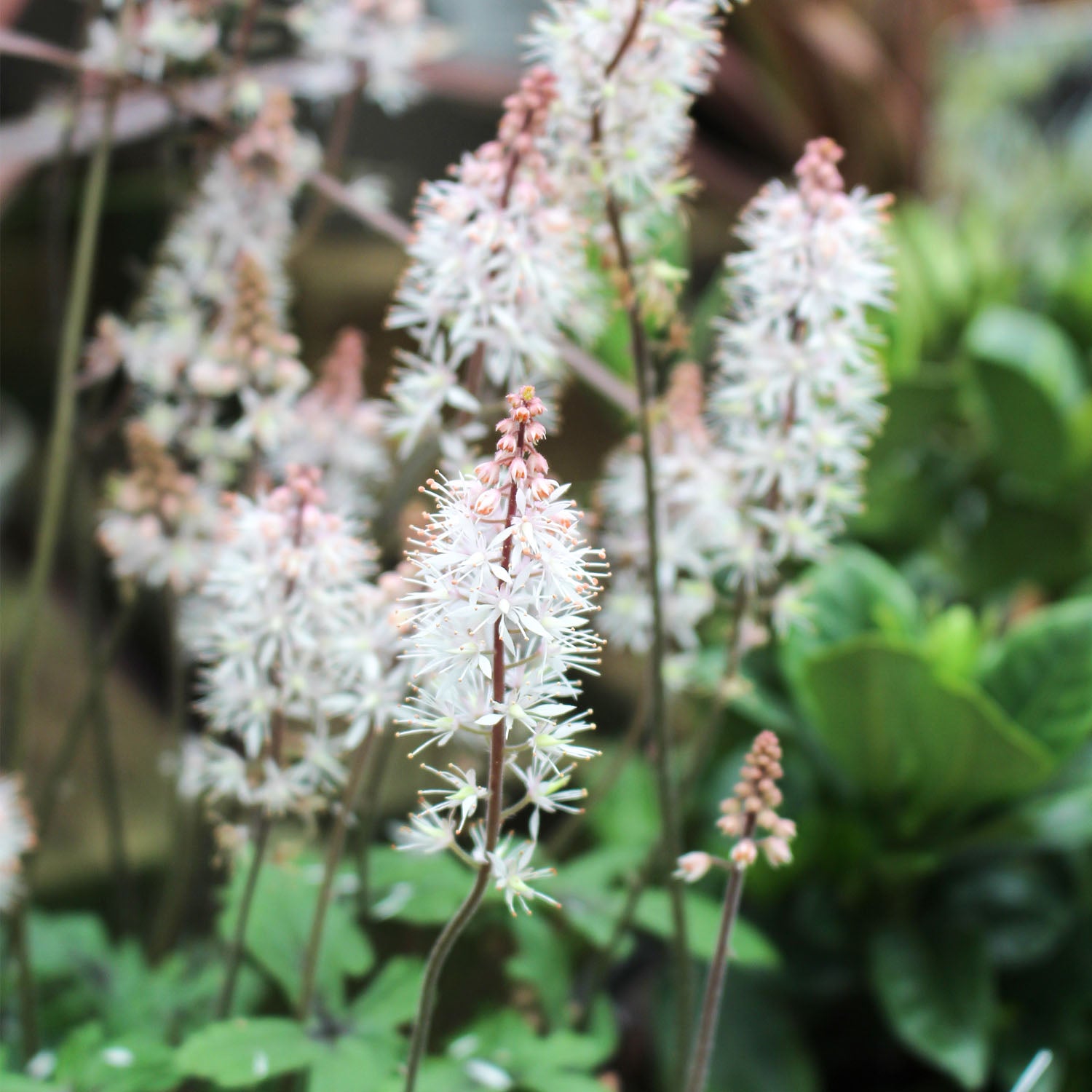 Tiarella Spring Symphony 2L