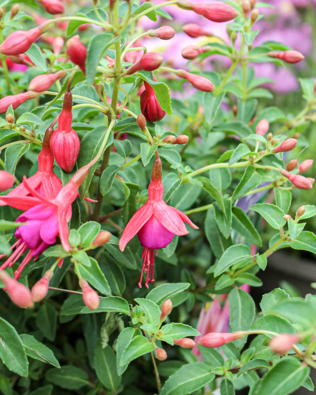 Fuchsia Tom Thumb 3L