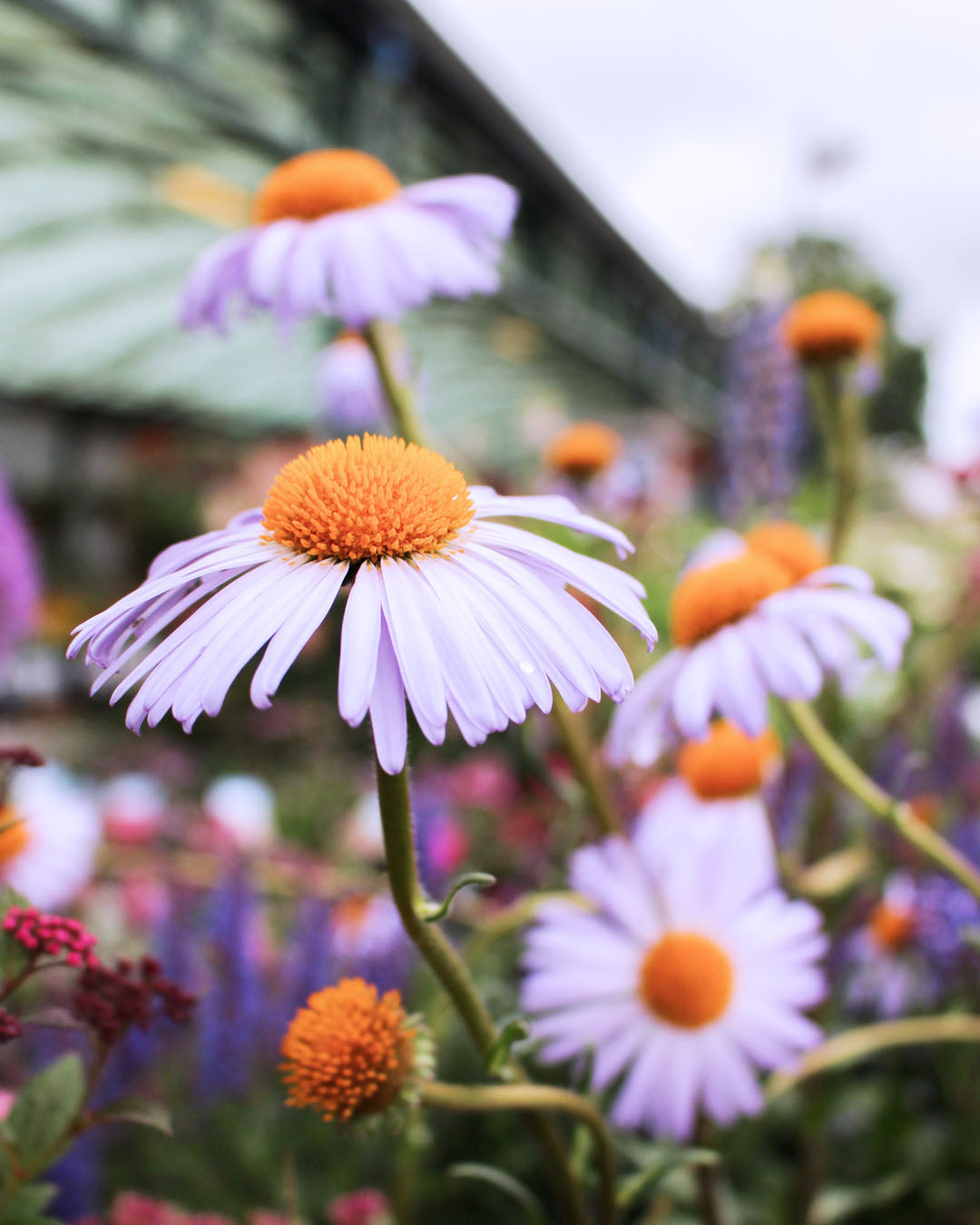 Aster 'Berggarten' 3L