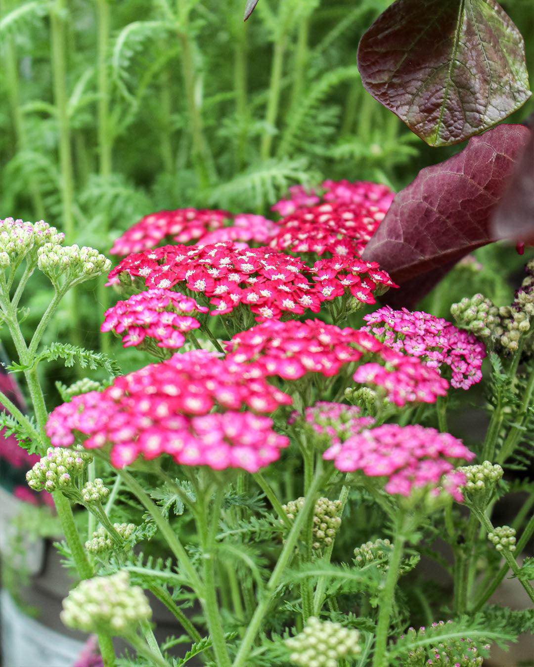 Achillea 'Yarrow' New Vintage Violet 3L