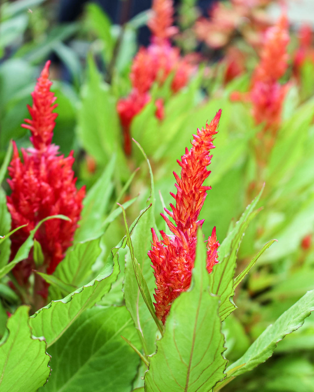 Celosia First Flame Red 2L