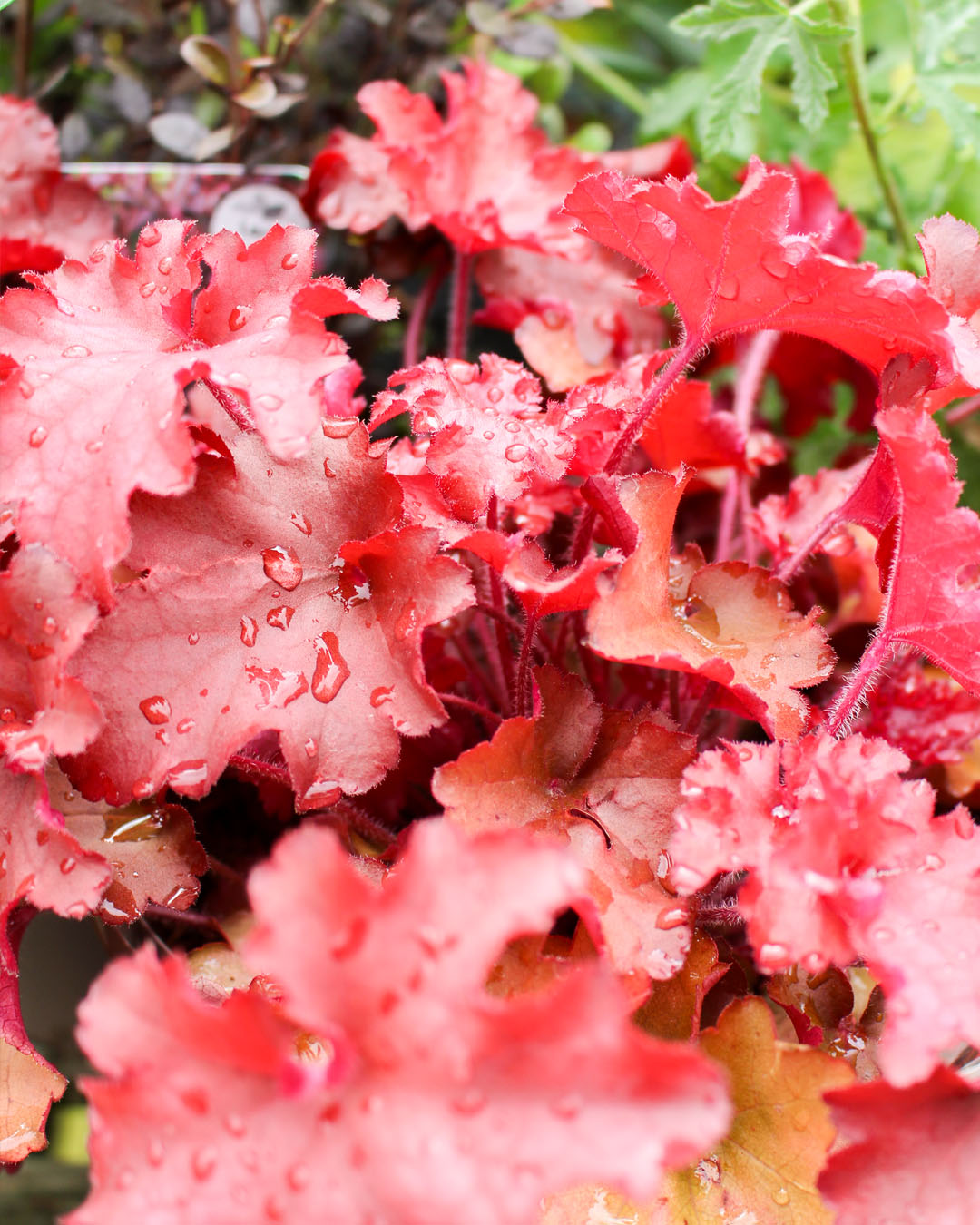 Heuchera 'Indian Summer Cranberry' 3L