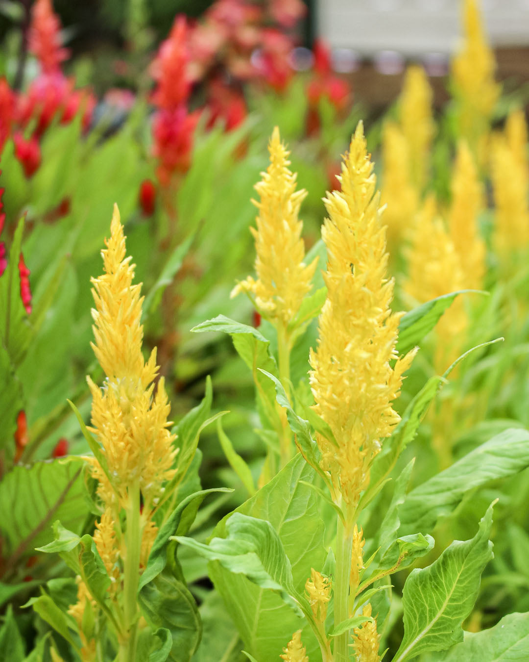 Celosia First Flame Yellow 2L