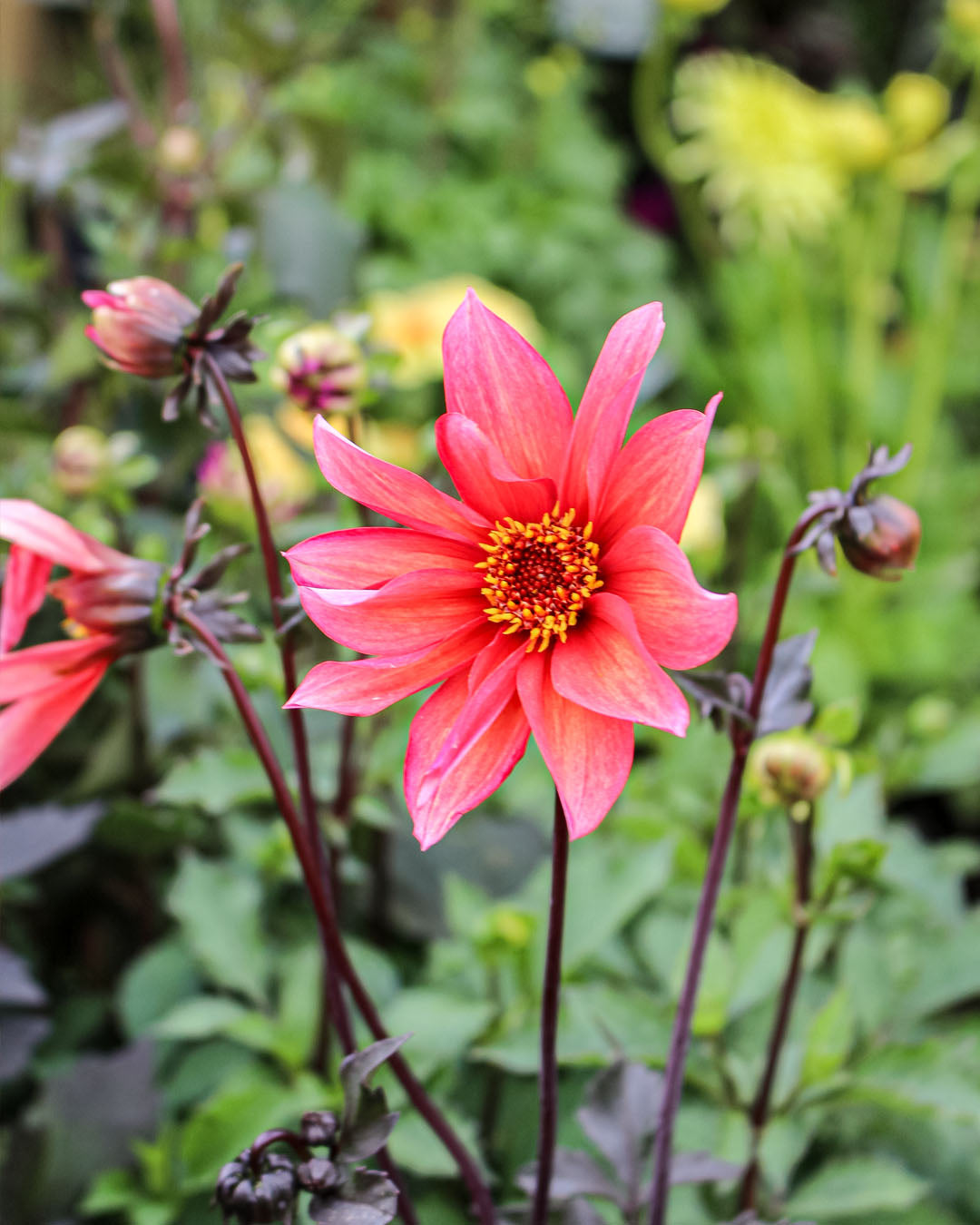 Dahlia Waltzing Mathilda 3L