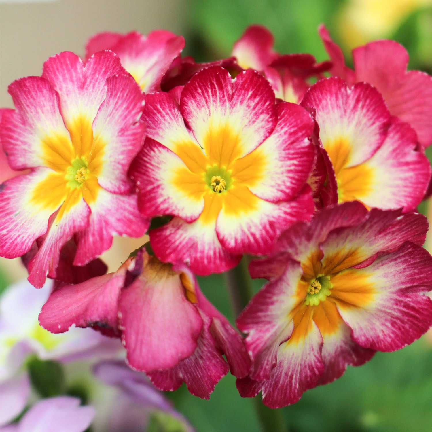 Polyanthus Showstopper Calypso 2L