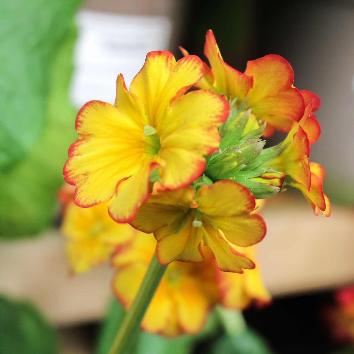 Polyanthus Showstopper Fire Dragon 2L