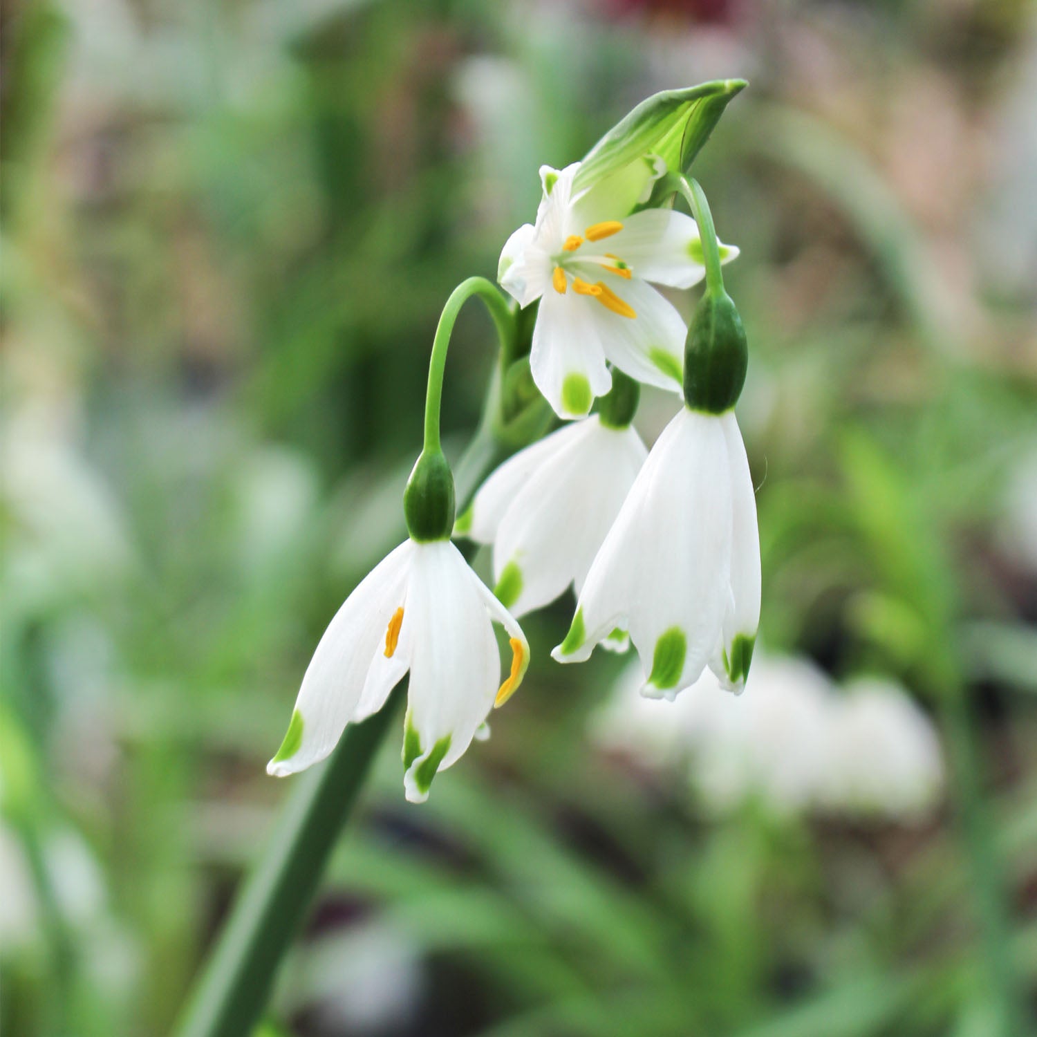 Leucojum Gravetye Giant 3L