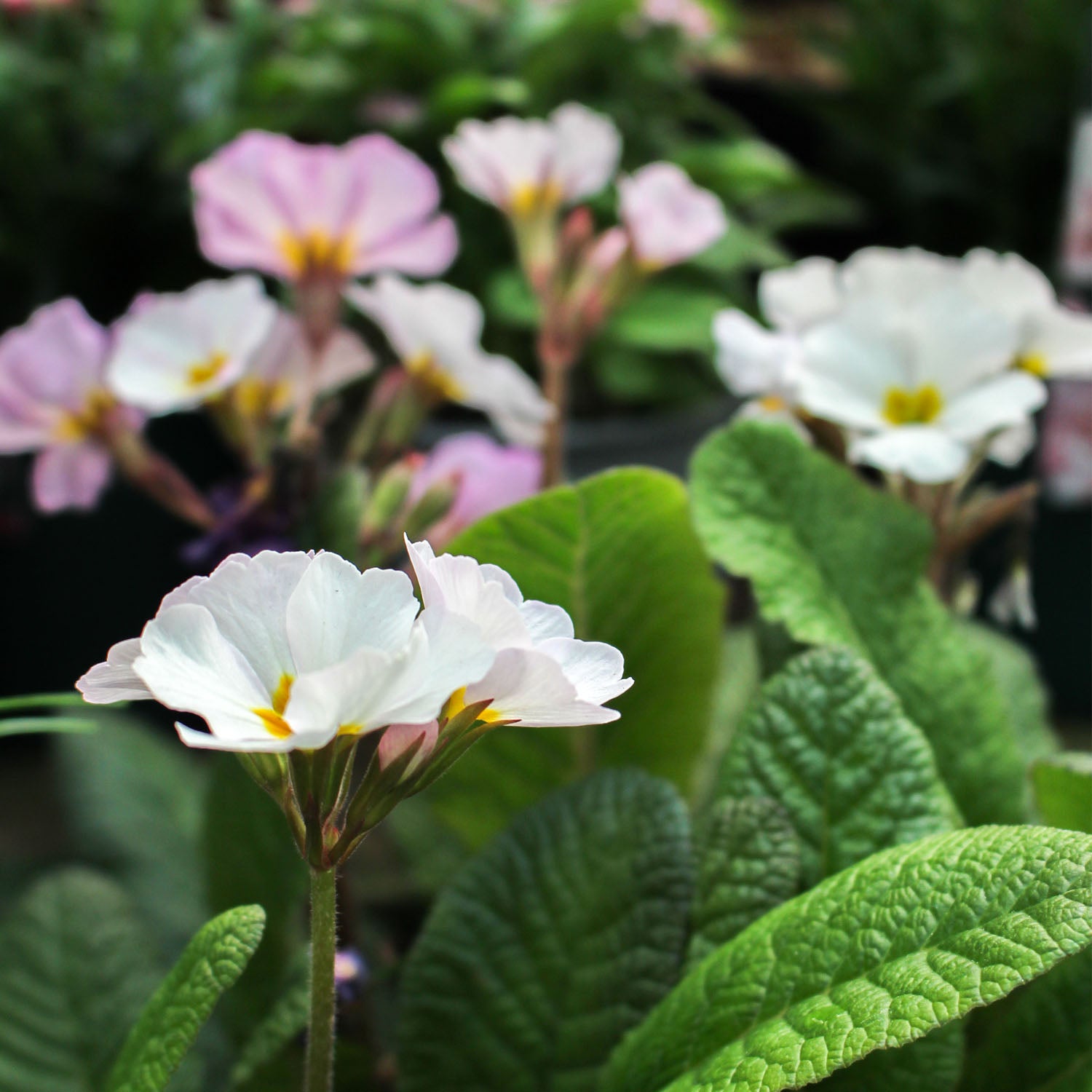 Polyanthus Stella Pink Champagne 3L