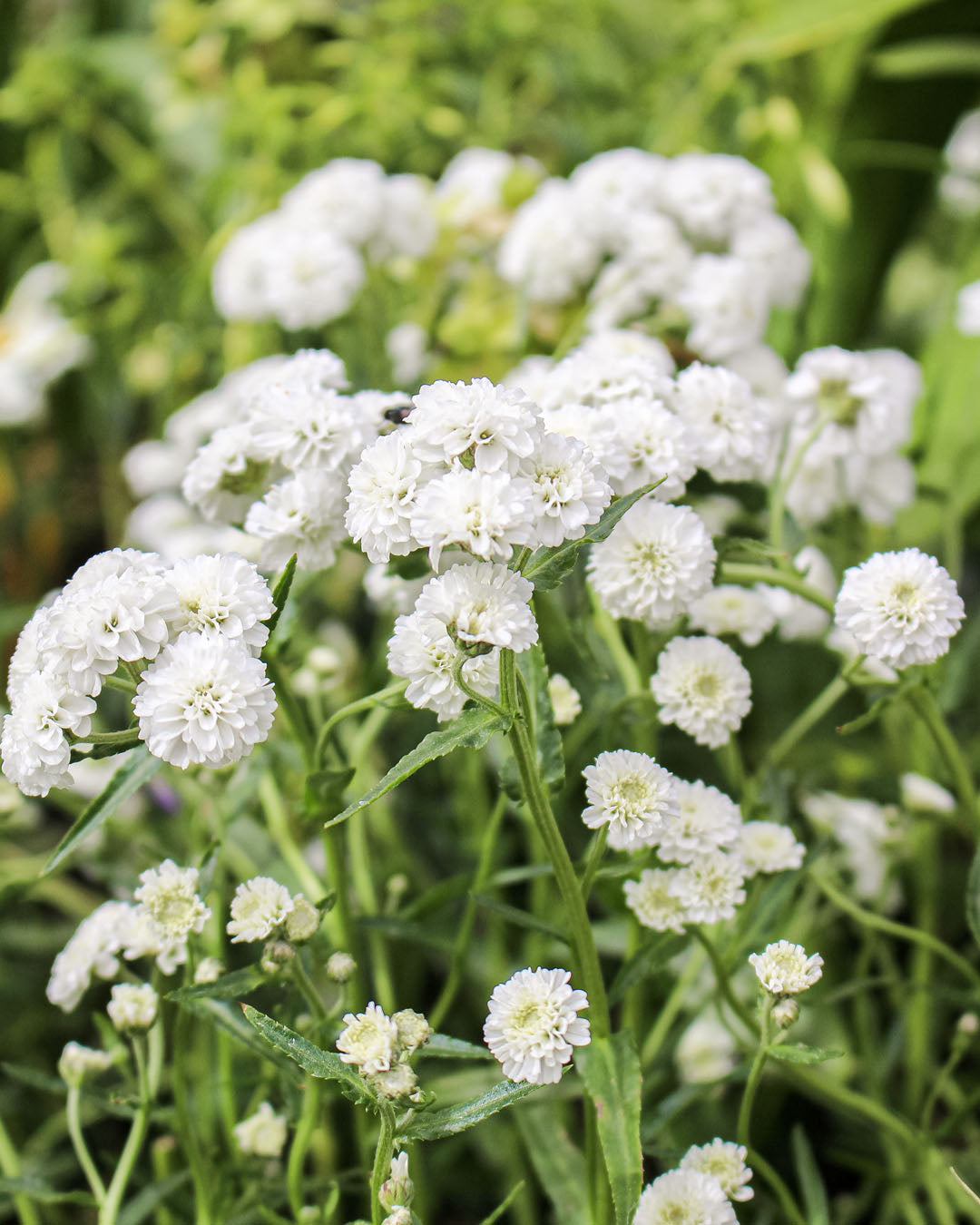 Achillea 'Yarrow' Peter Cottontail 3L