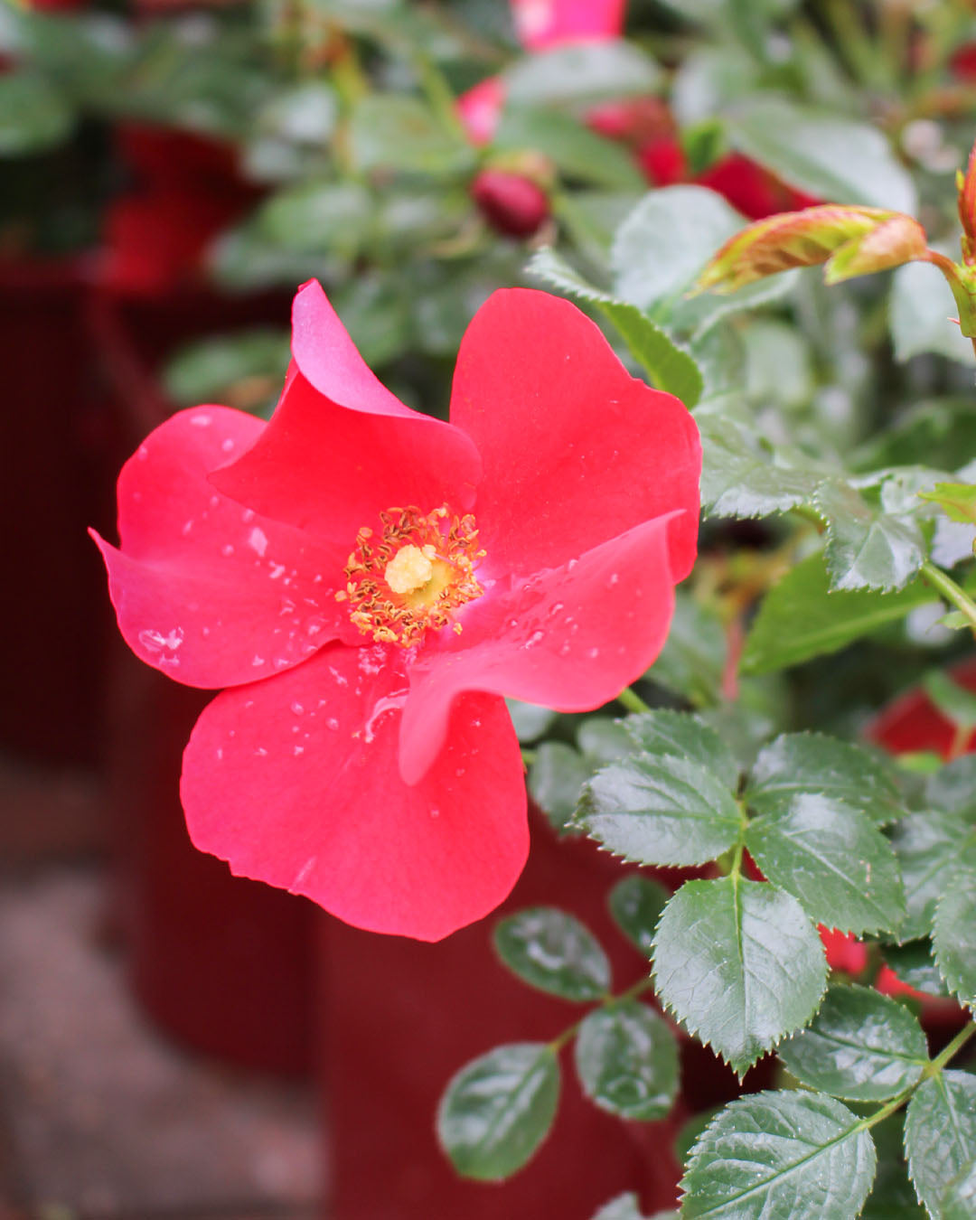 Rosa 'Alexander Von Humboldt' 4.5L