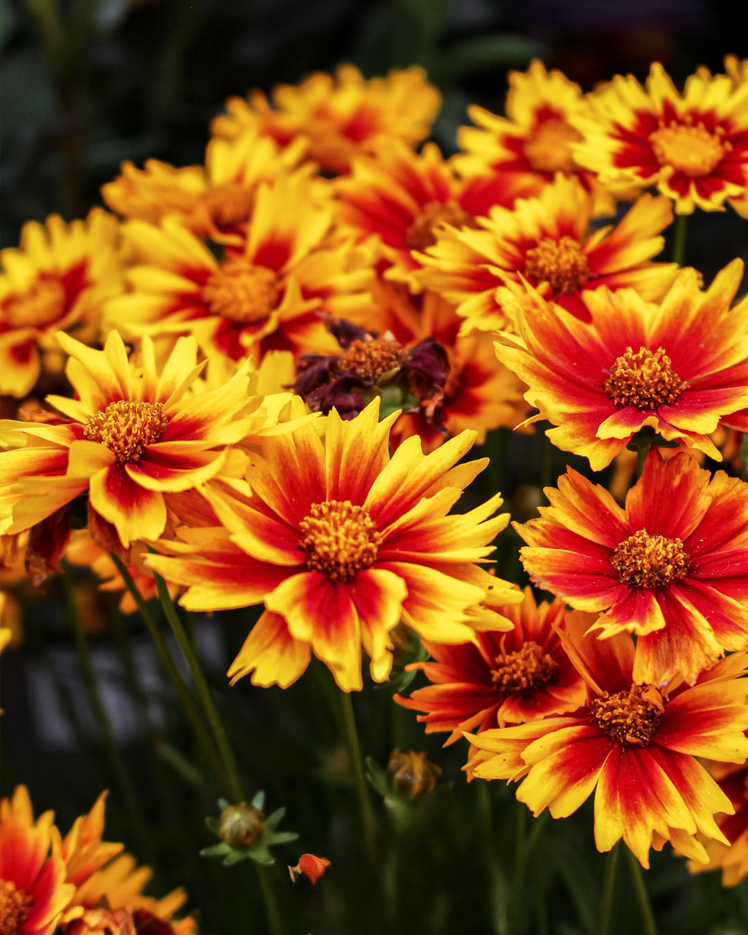 Coreopsis 'Tickseed' Solar Jewel 3L