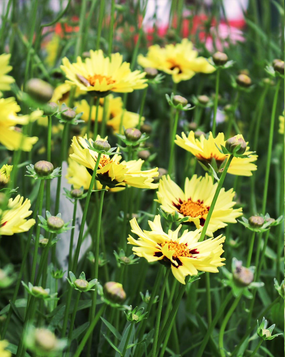 Coreopsis 'Tickseed' Solar Moon 3L
