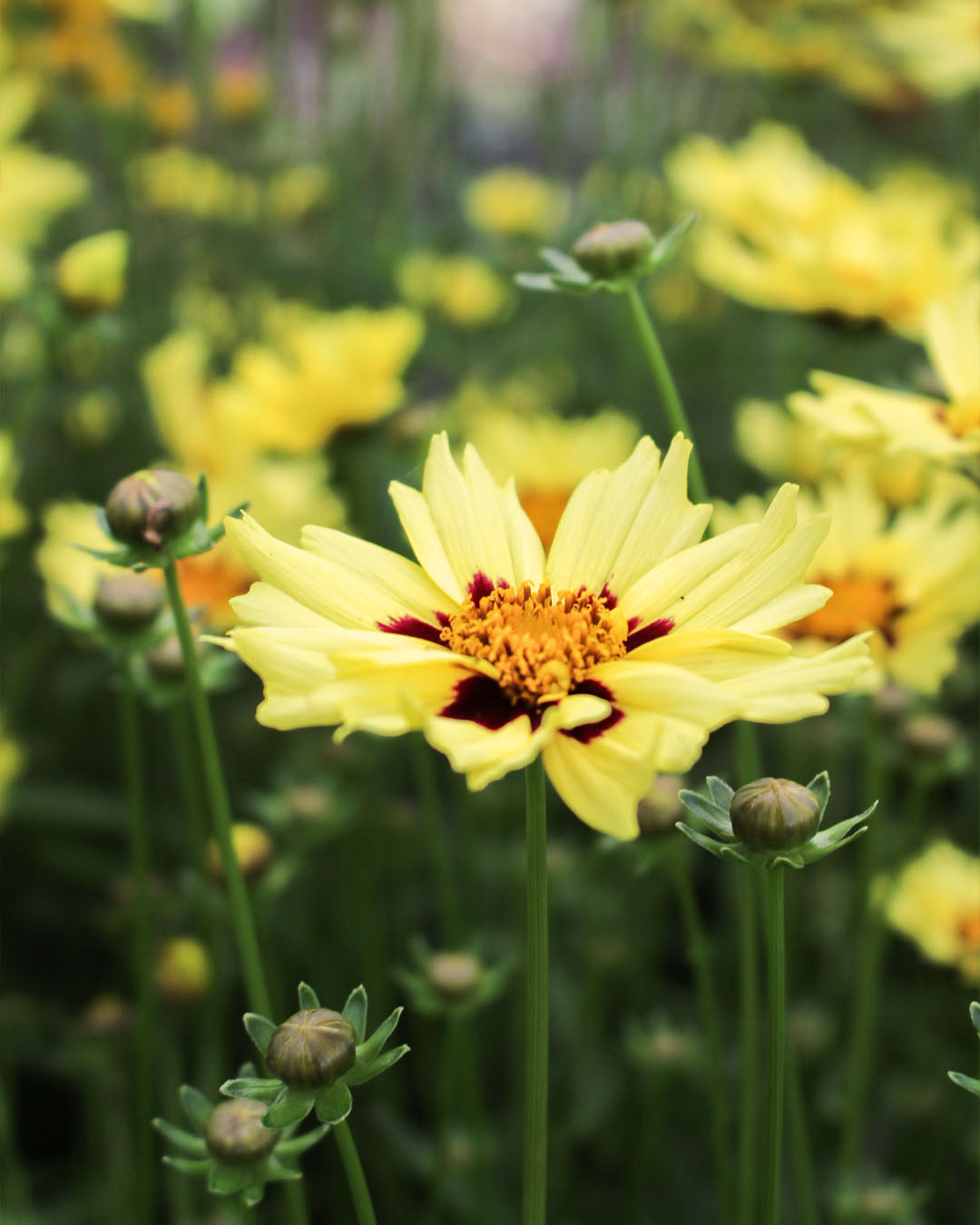 Coreopsis 'Tickseed' Solar Moon 3L