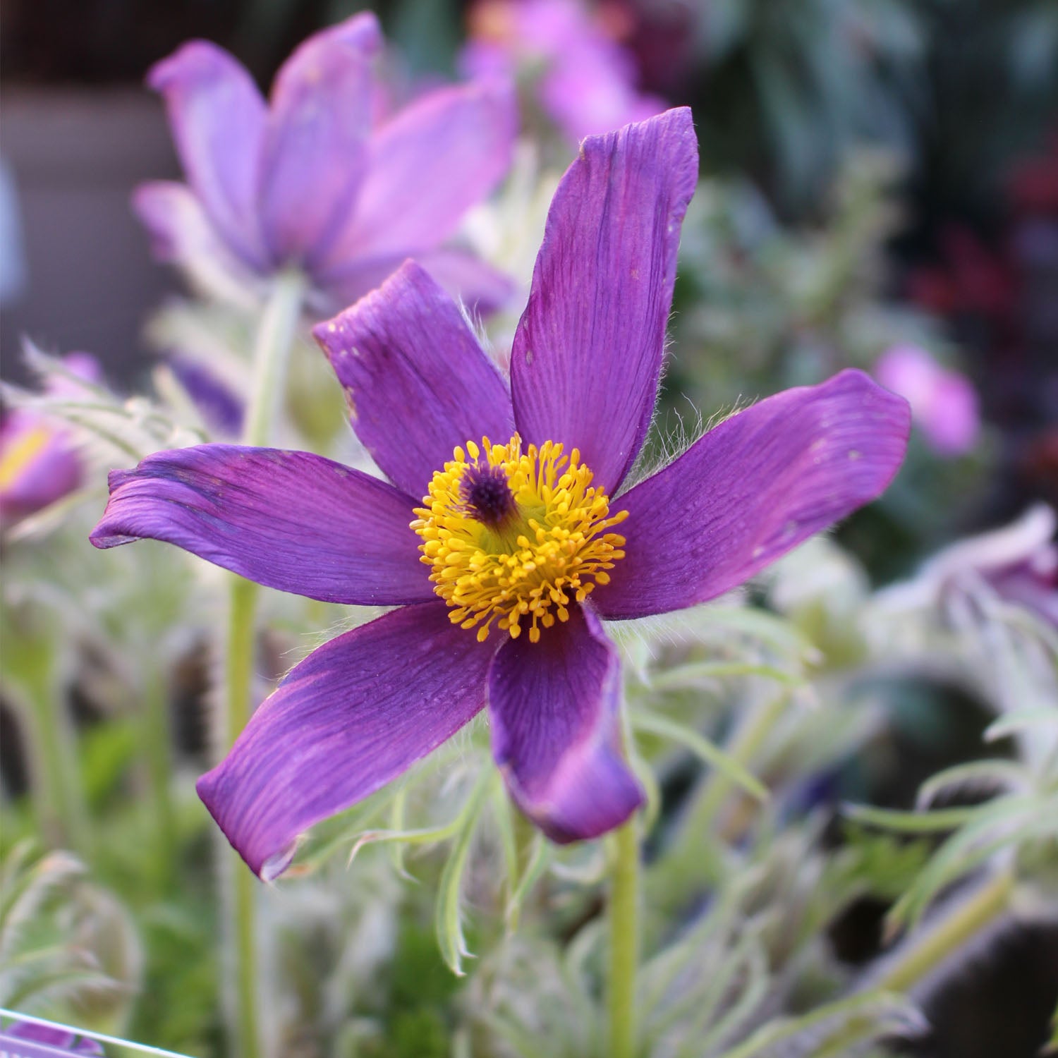 Pulsatilla Pinwheel Blue Violet 2L