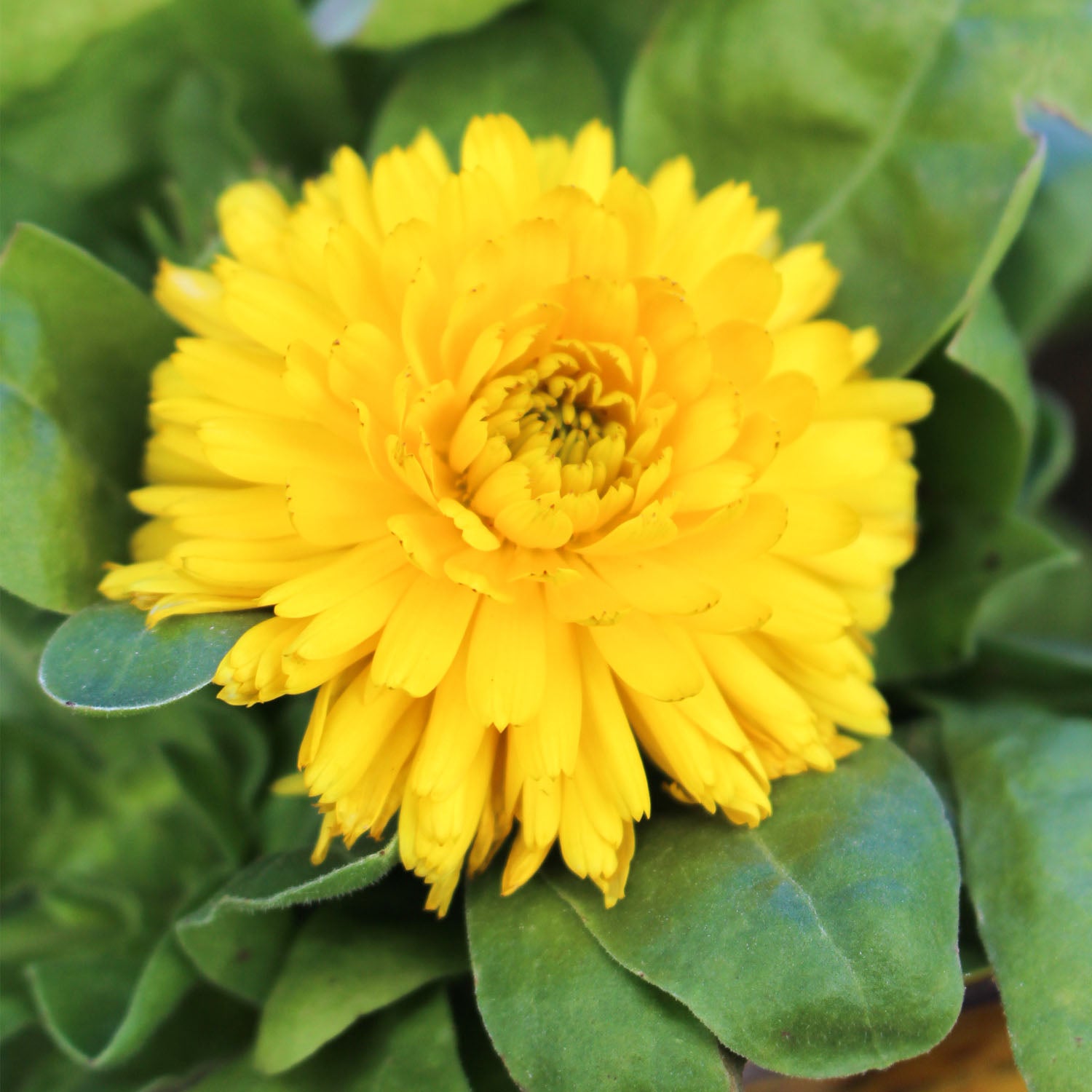 Calendula Fiesta Yellow 1L