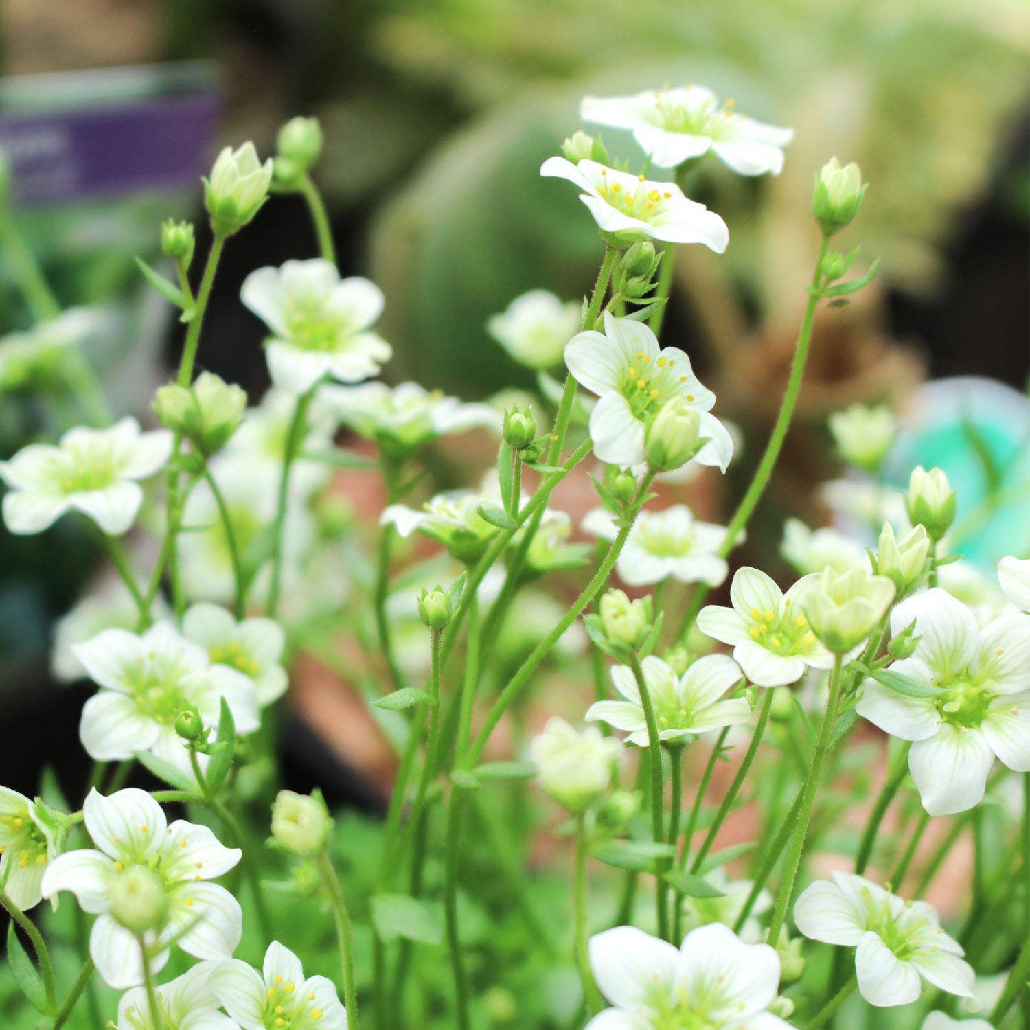 Saxifraga Touran Limegreen 2L