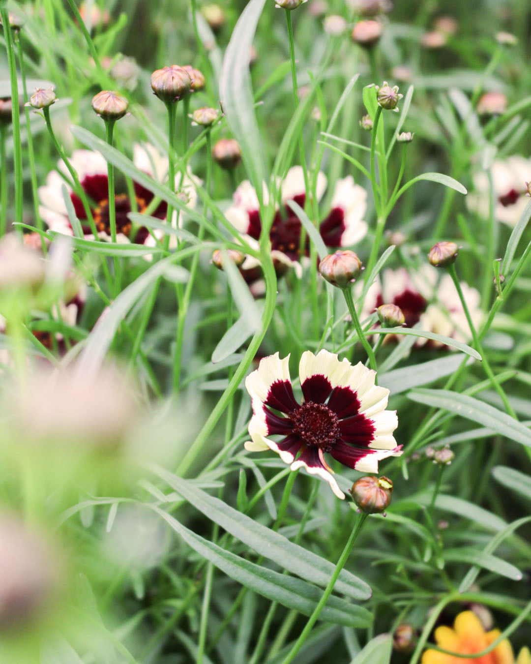 Coreopsis 'Tickseed' Burgundy & White 3L