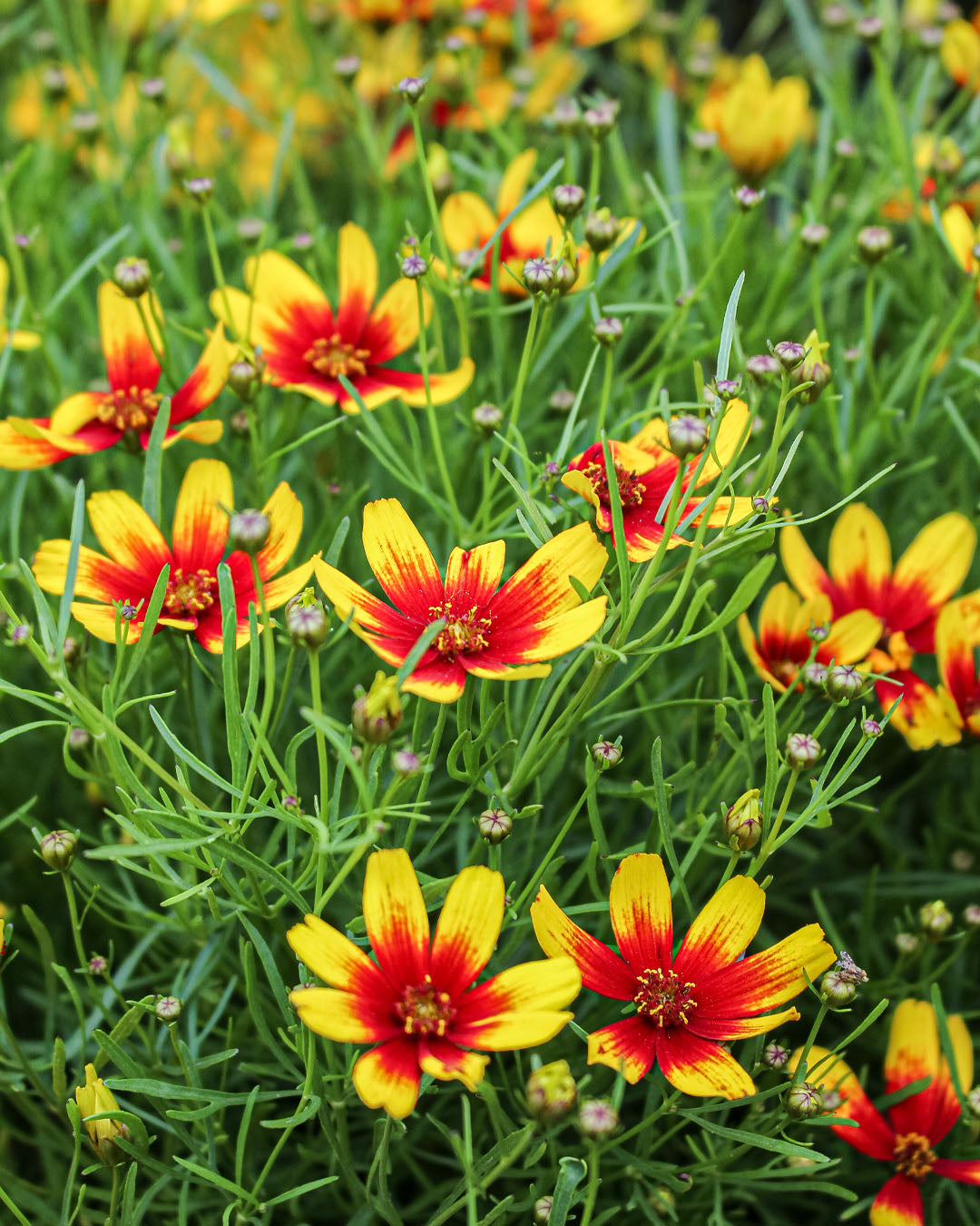 Coreopsis 'Tickseed' Corleone Red and Yellow 3L