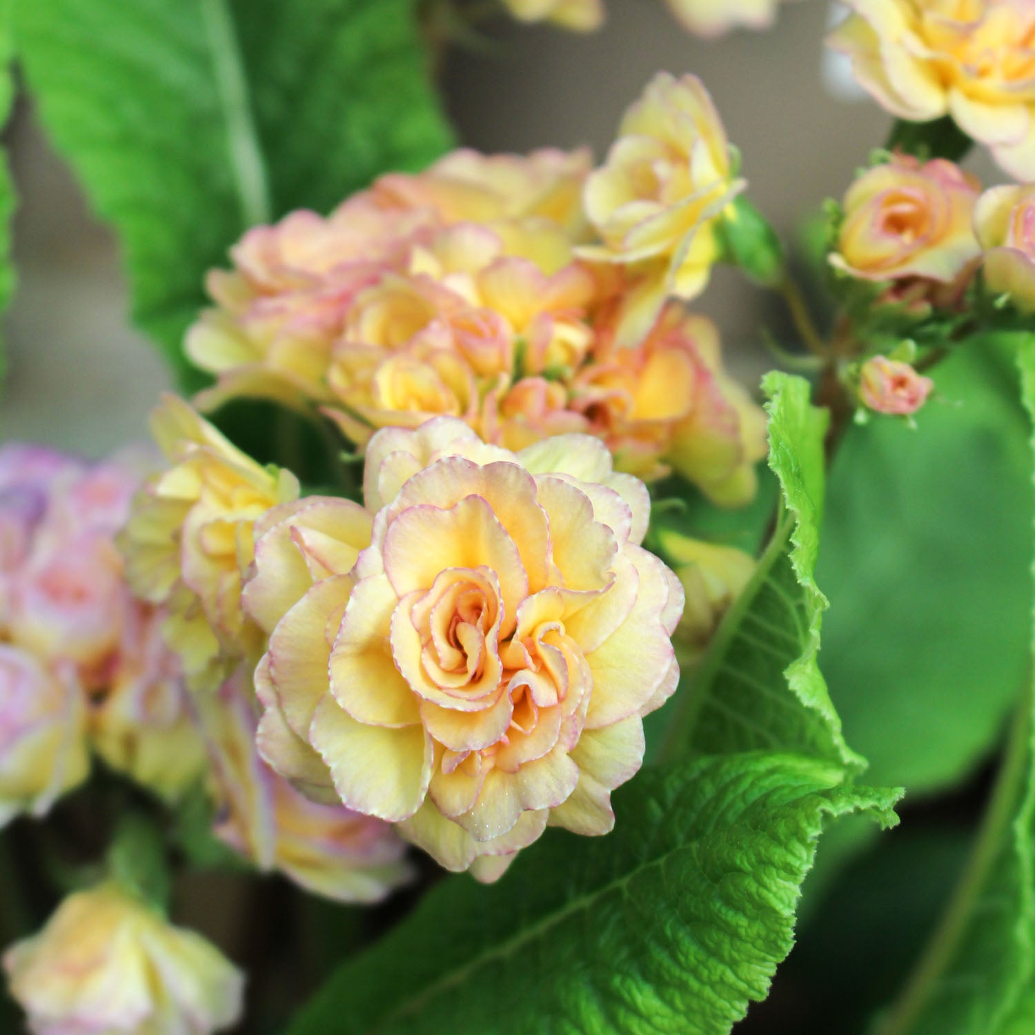 Primula Pretty Polly Blushing Peach 3L