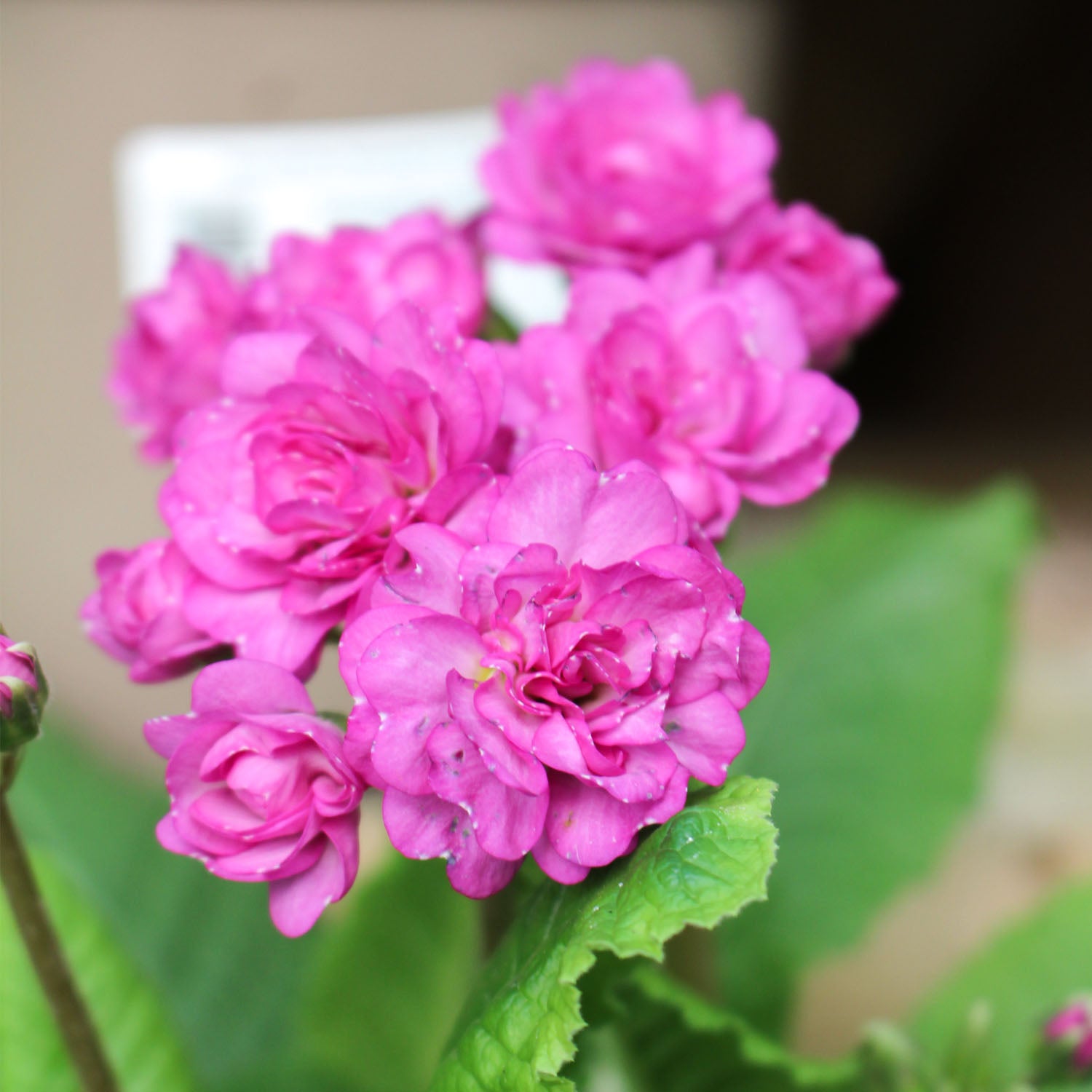 Primula Pretty Polly Butter Cream 3L