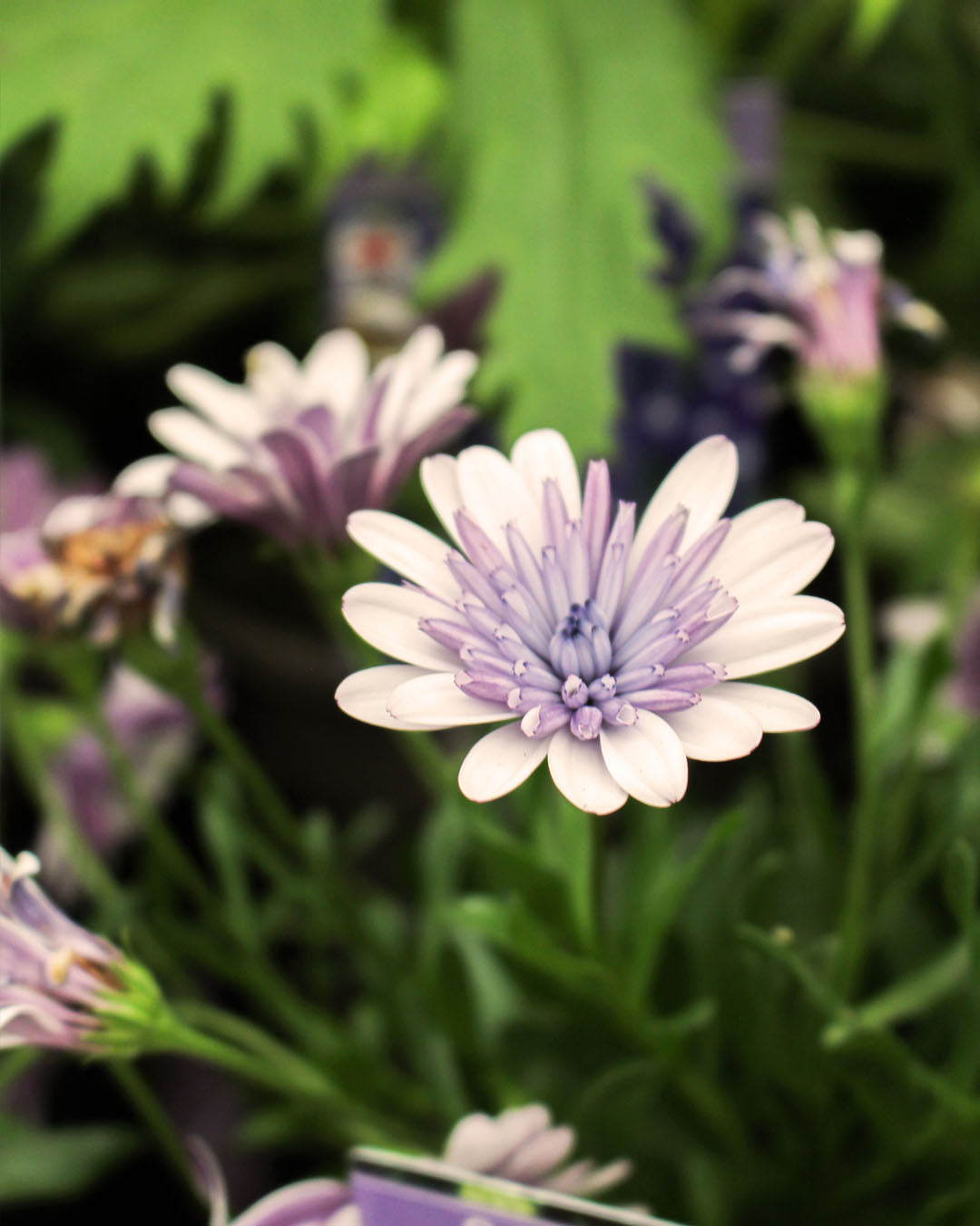 Osteospermum 'African Daisy' 3D Steel Blue 1L