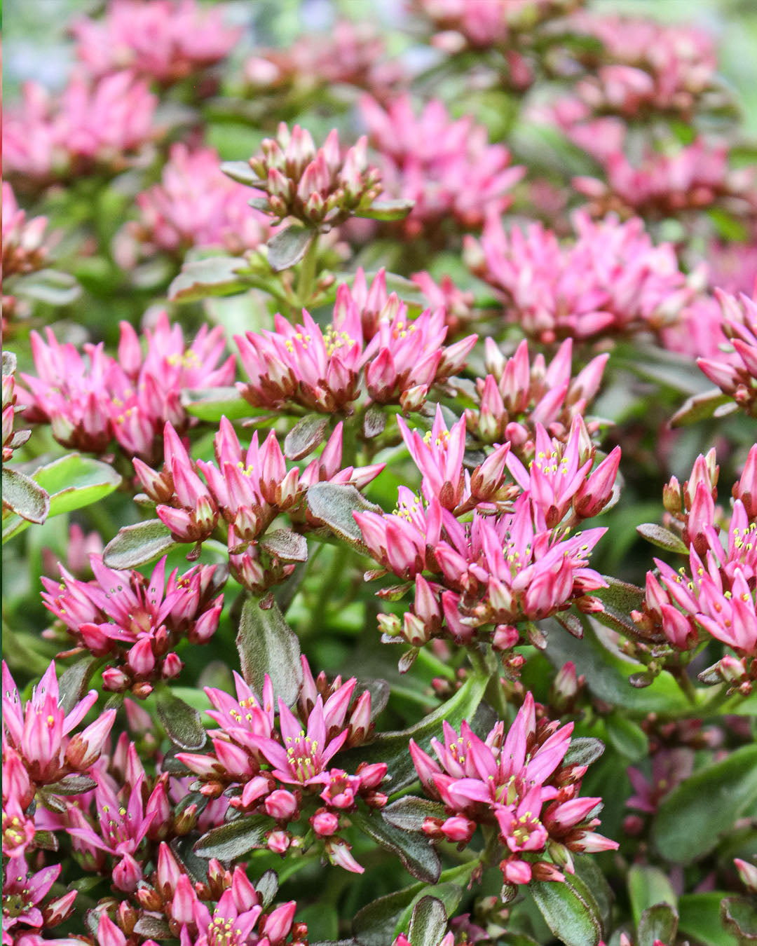 Sedum 'Stonecrop' Spot On Deep Rose 3L
