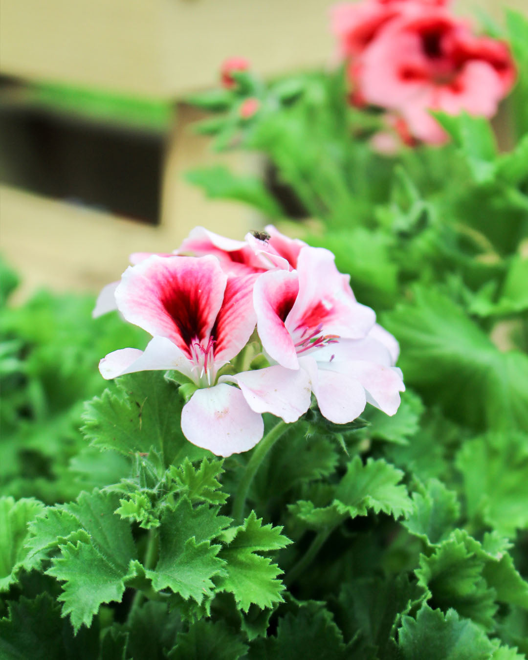 Pelargonium 'Florella White Eye' 1L