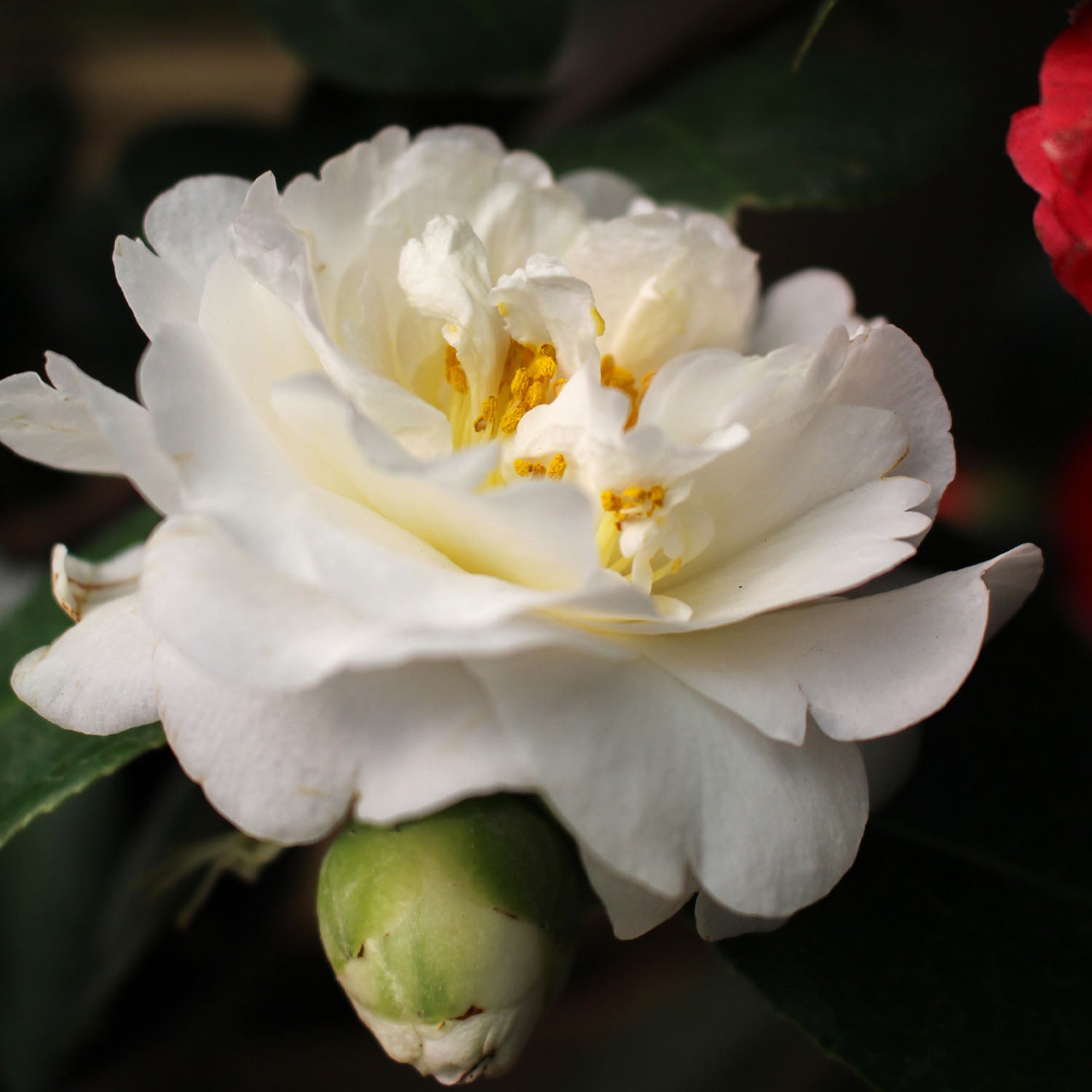 Camellia Etr Carlyon White 4L