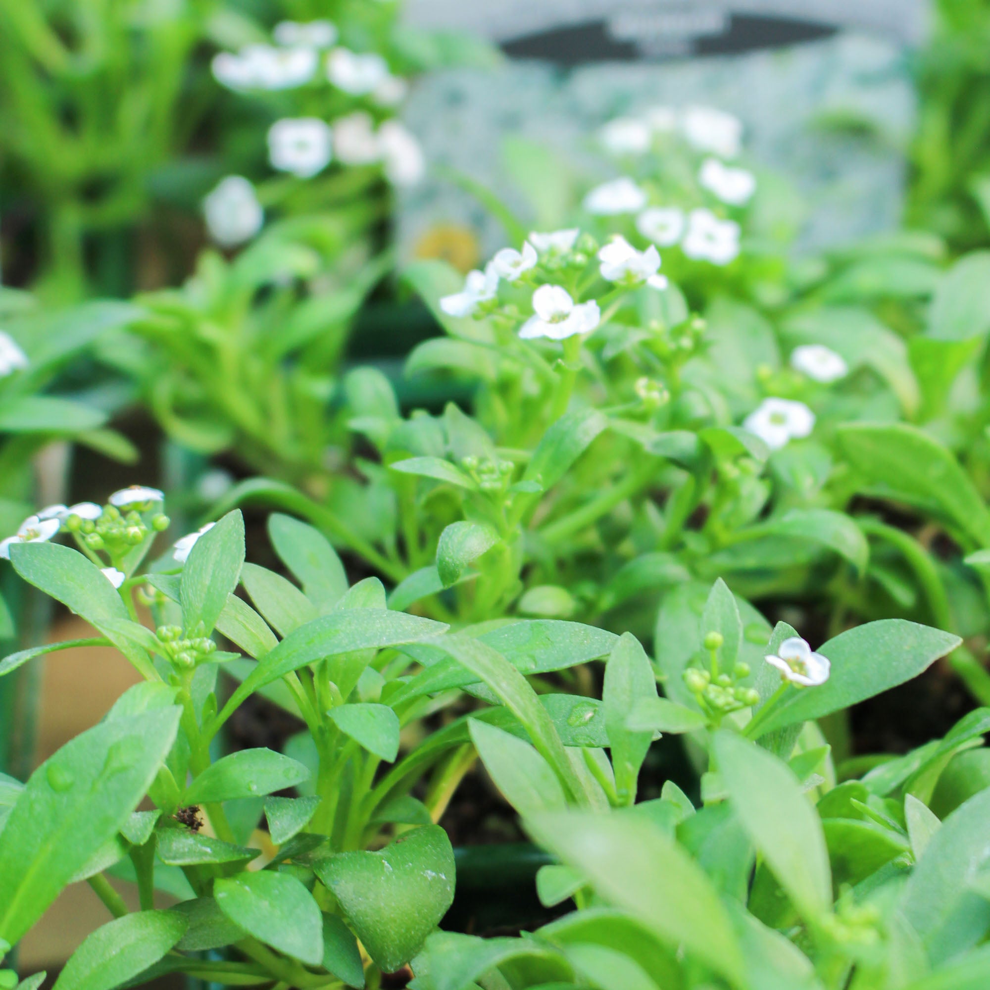 Lobularia Maritima ‘White’ 10 Pack