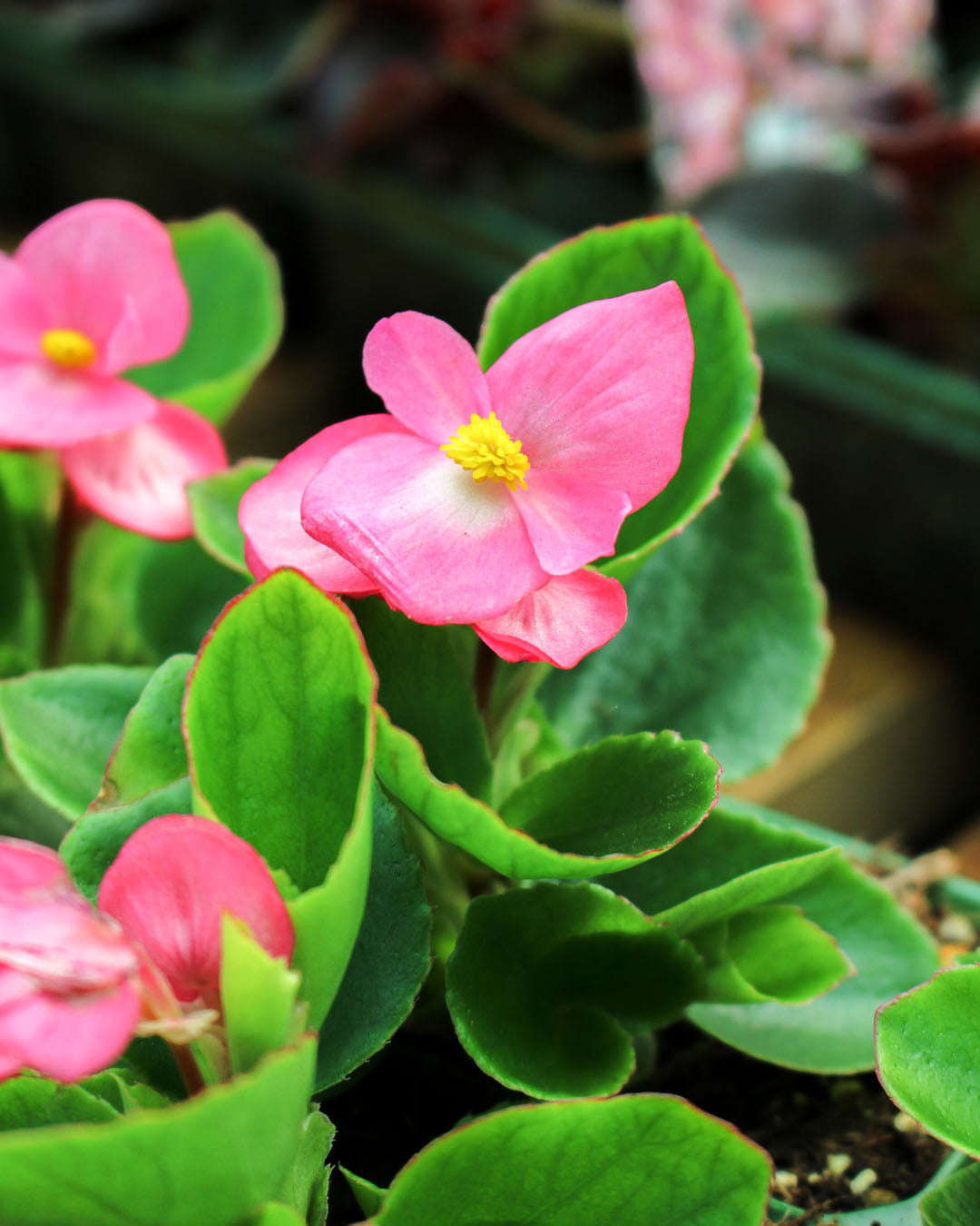 Begonia Green Leaf Pink Flower 6 Pack