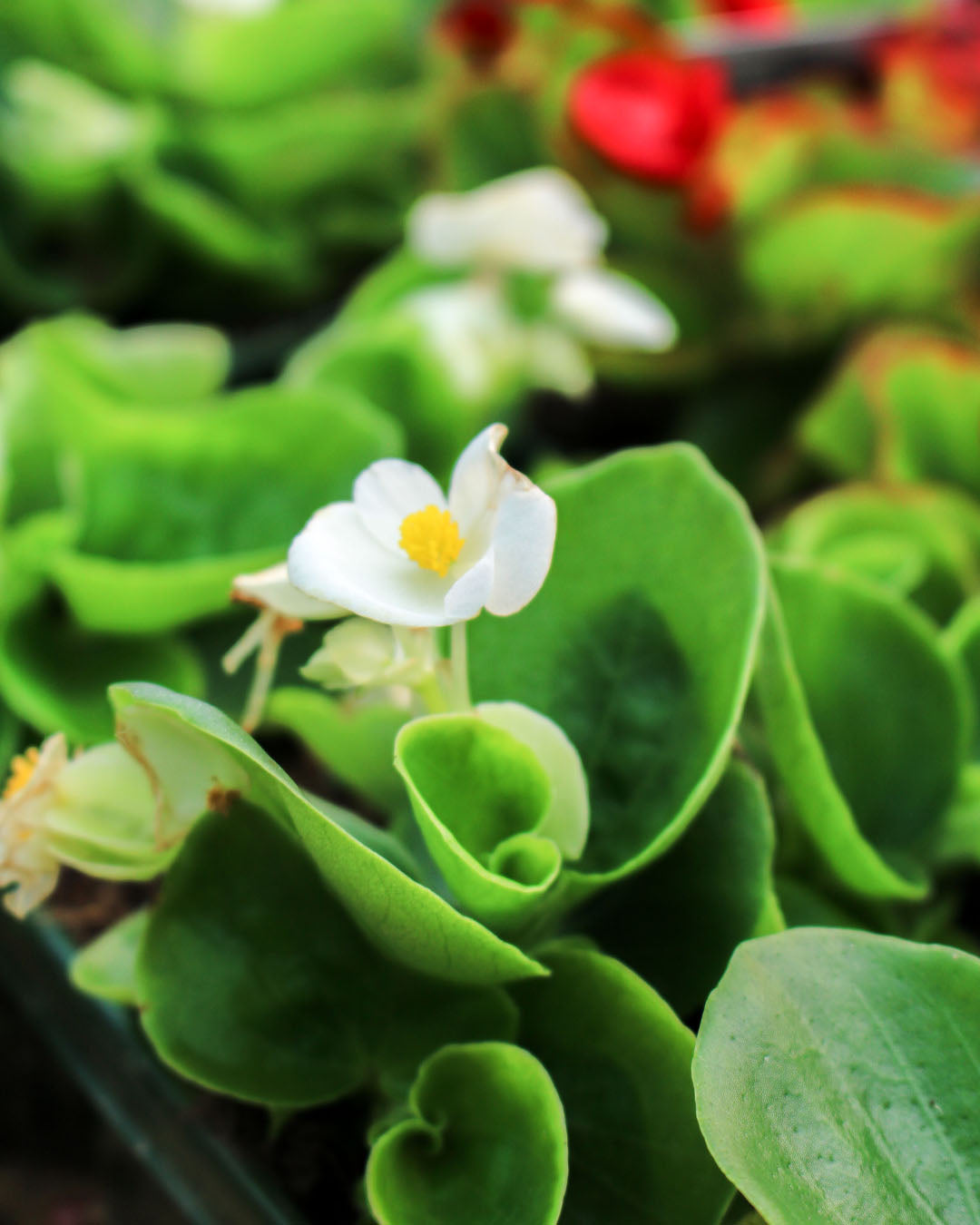 Begonia Green Leaf White Flower 6 Pack