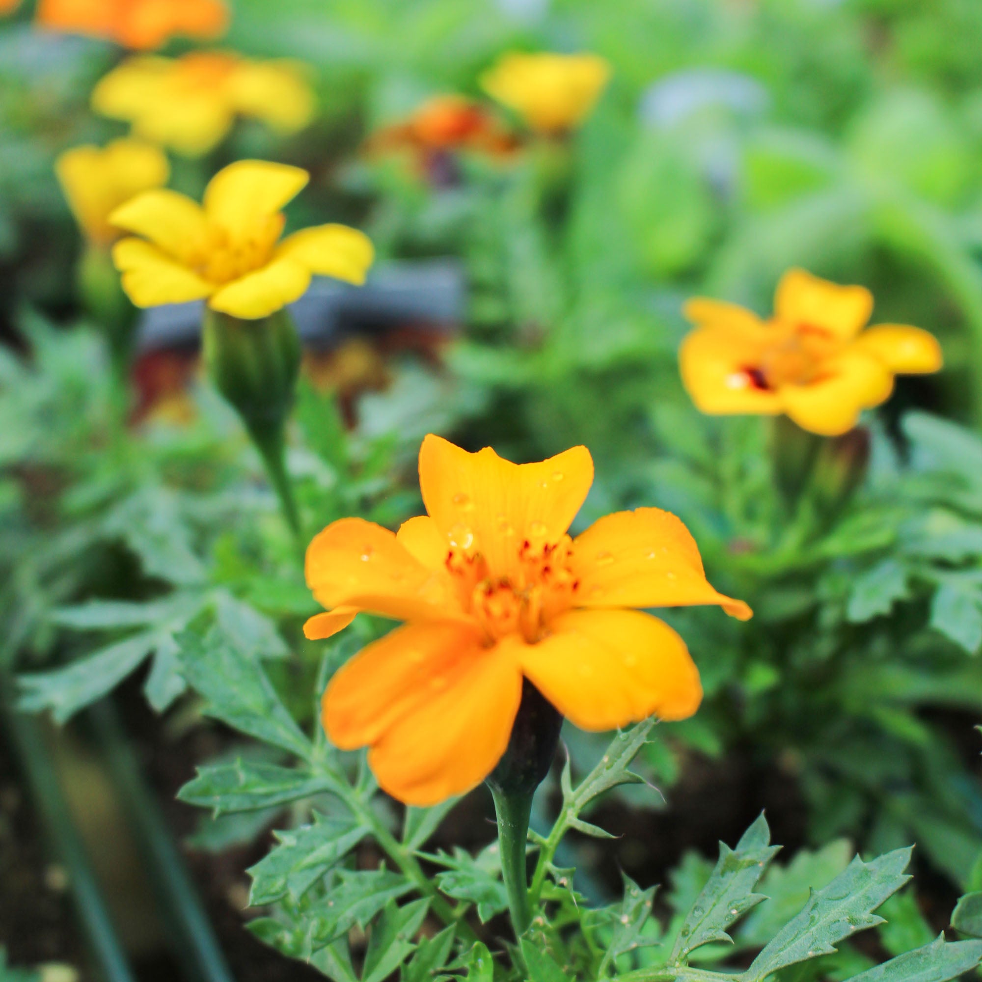 Tagetes Patula ‘Single Mixed' 6 Pack
