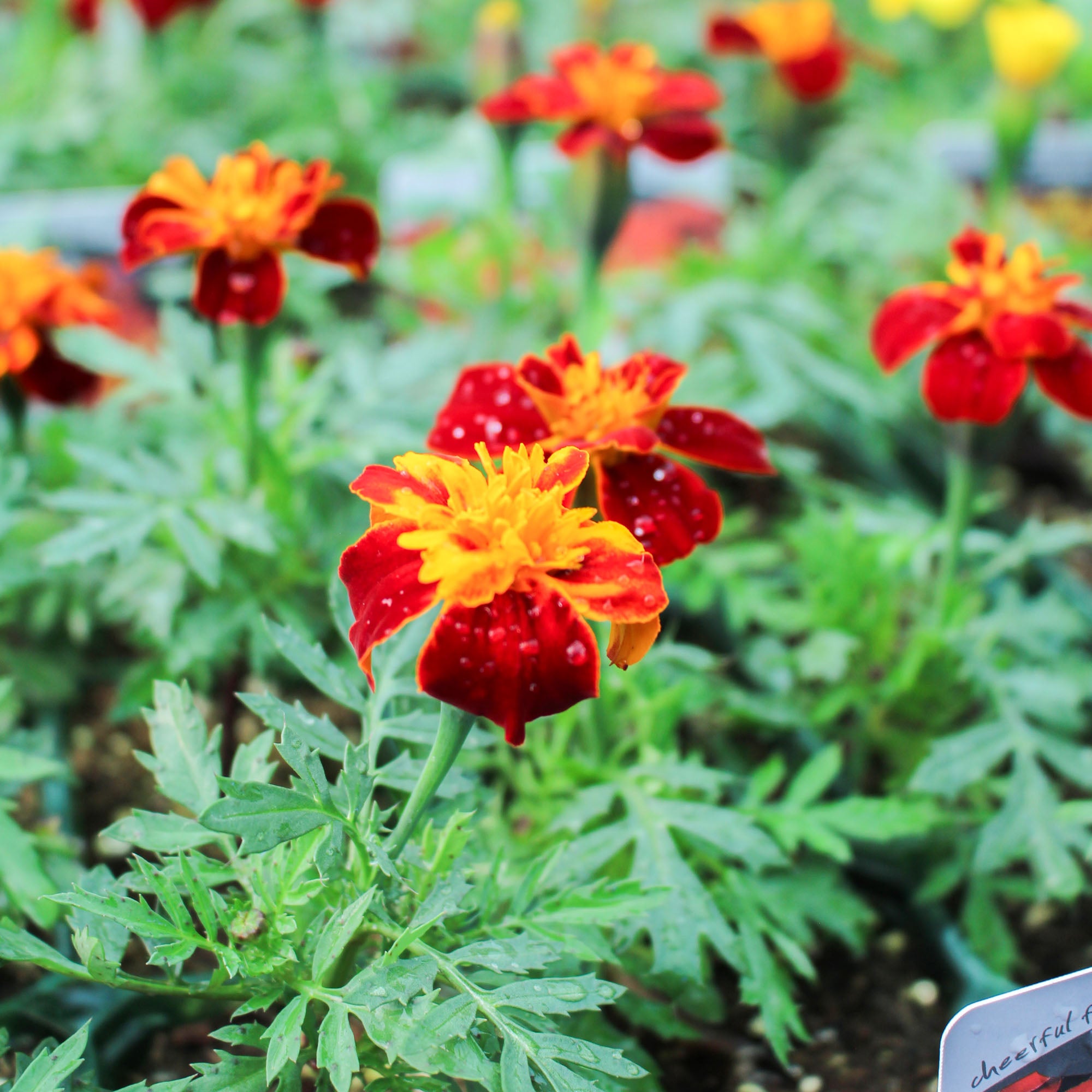 Tagetes Patula ‘Double Red & Gold’ 6 Pack