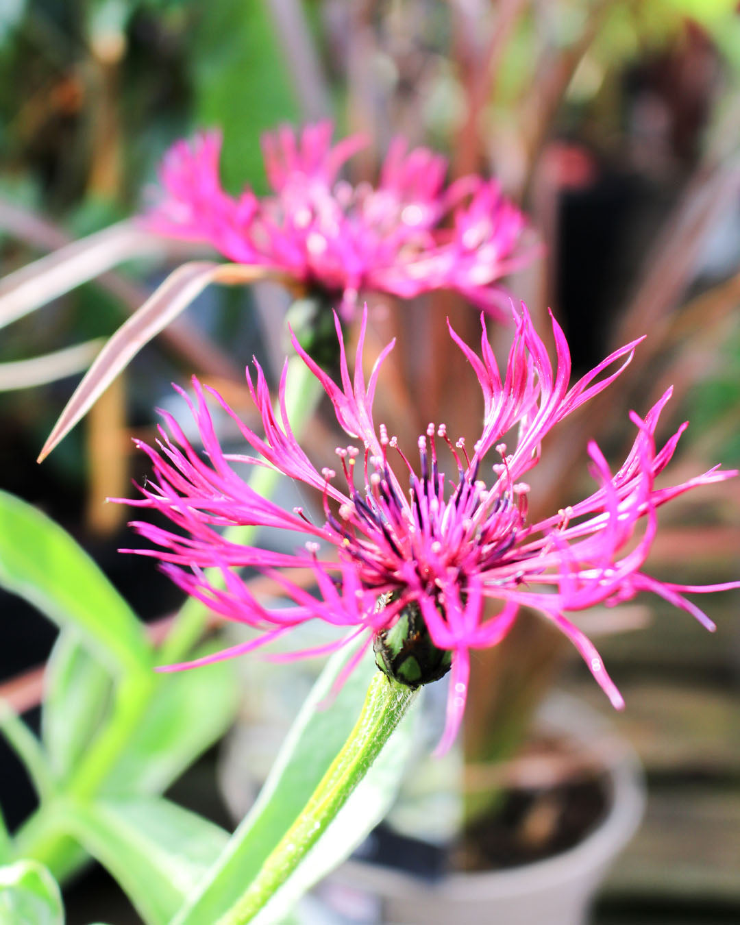 Centaurea Montana 'Amethyst Dream' 3L
