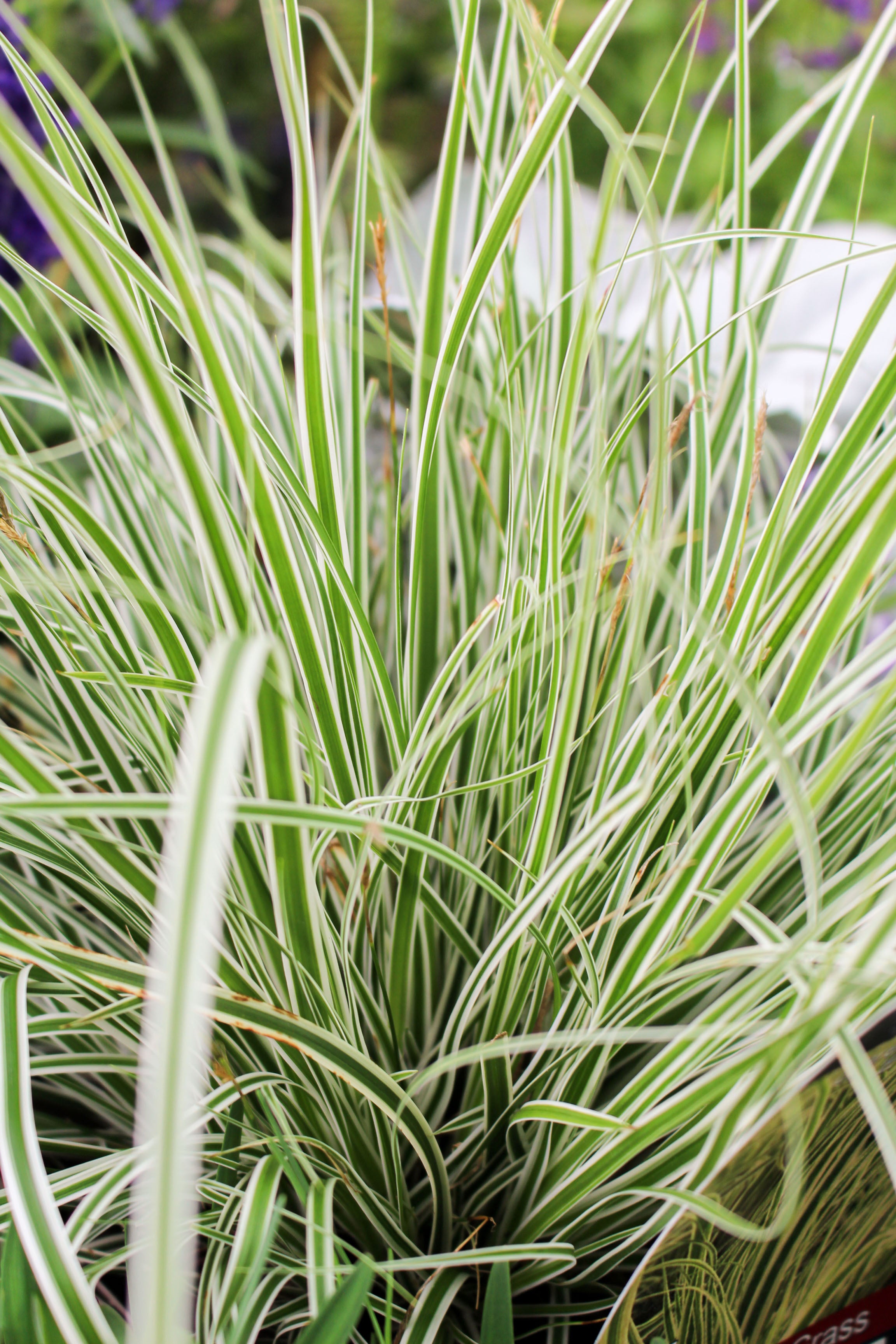 Carex Oshimensis 'Everest' 3L