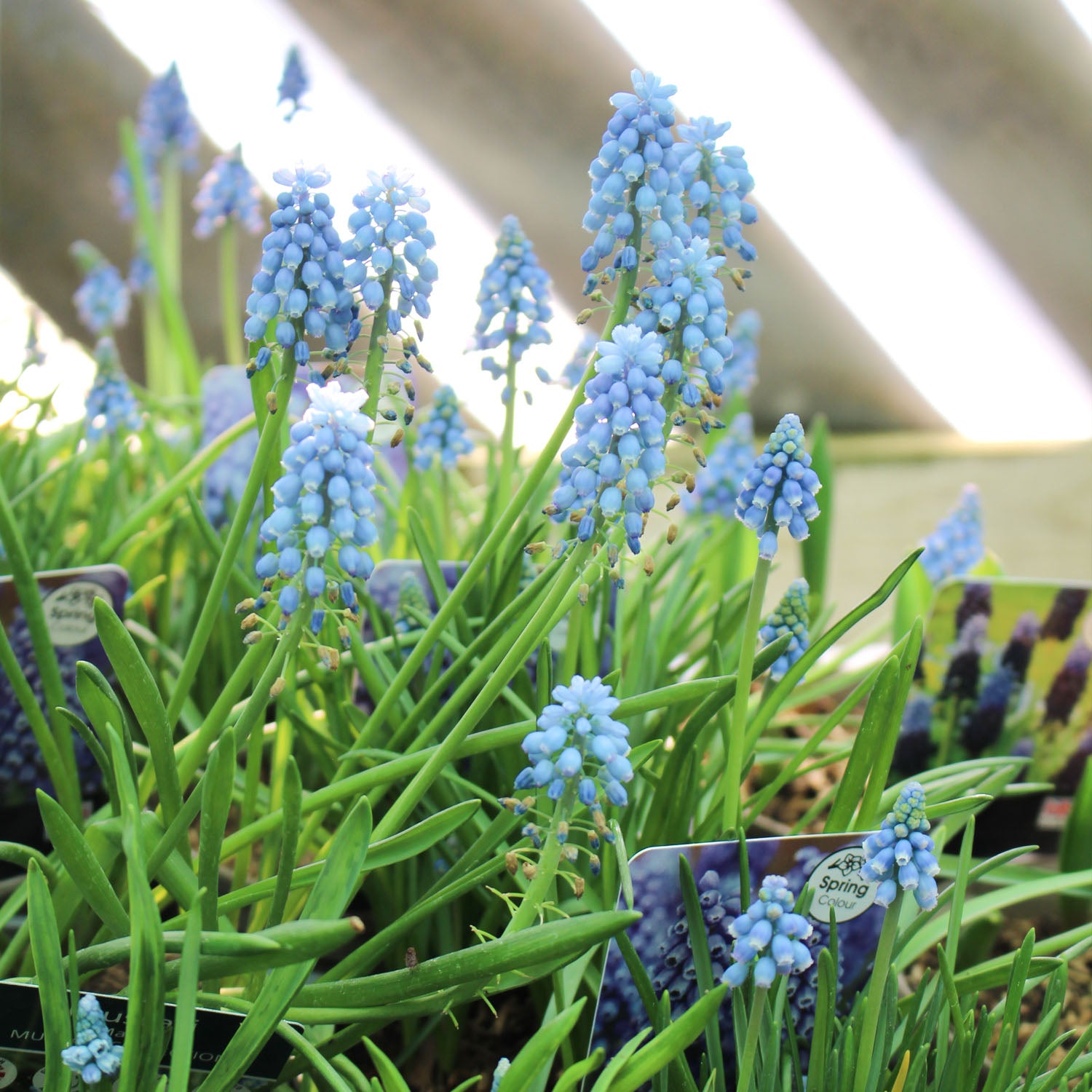 Muscari 1L
