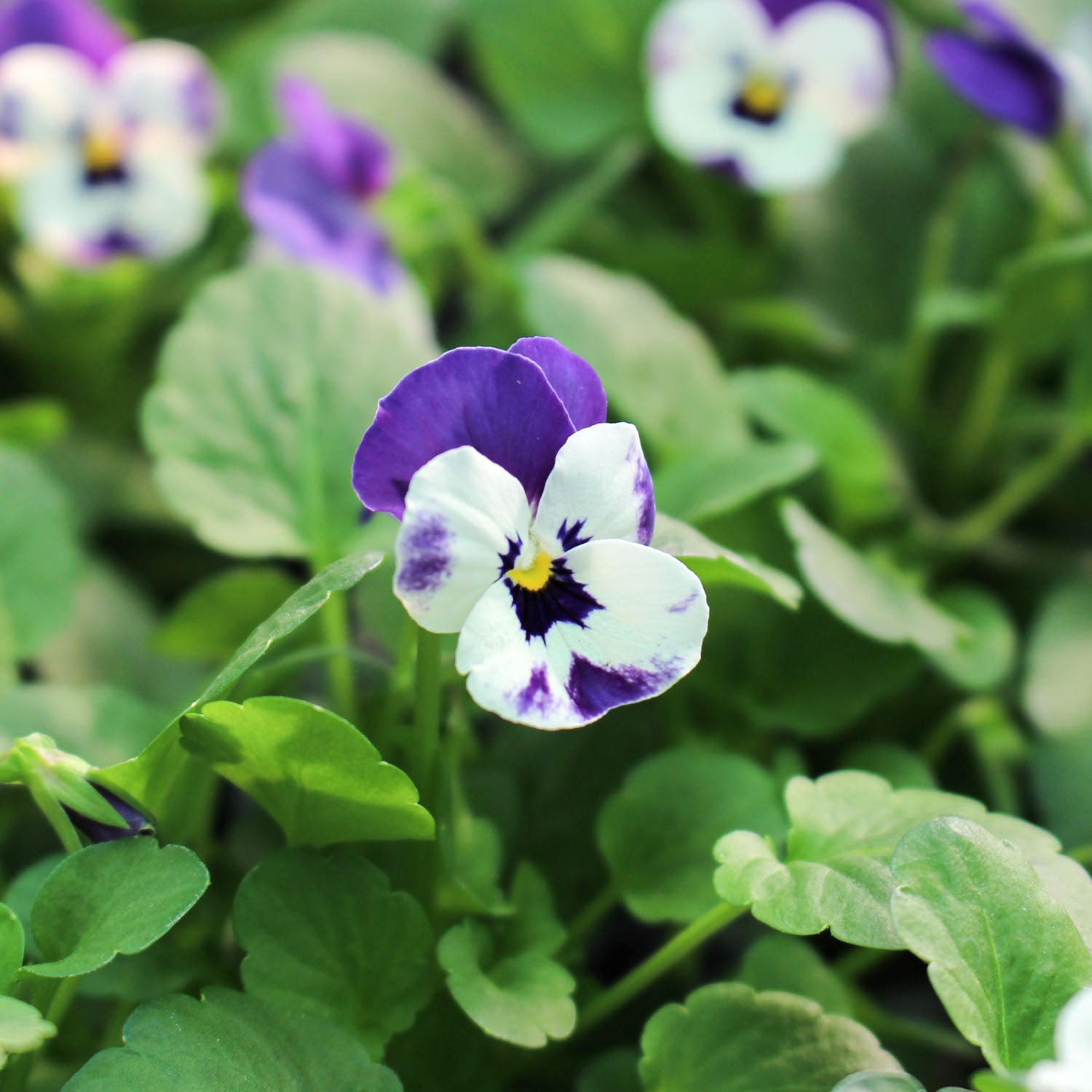 Viola 10.5cm Pot