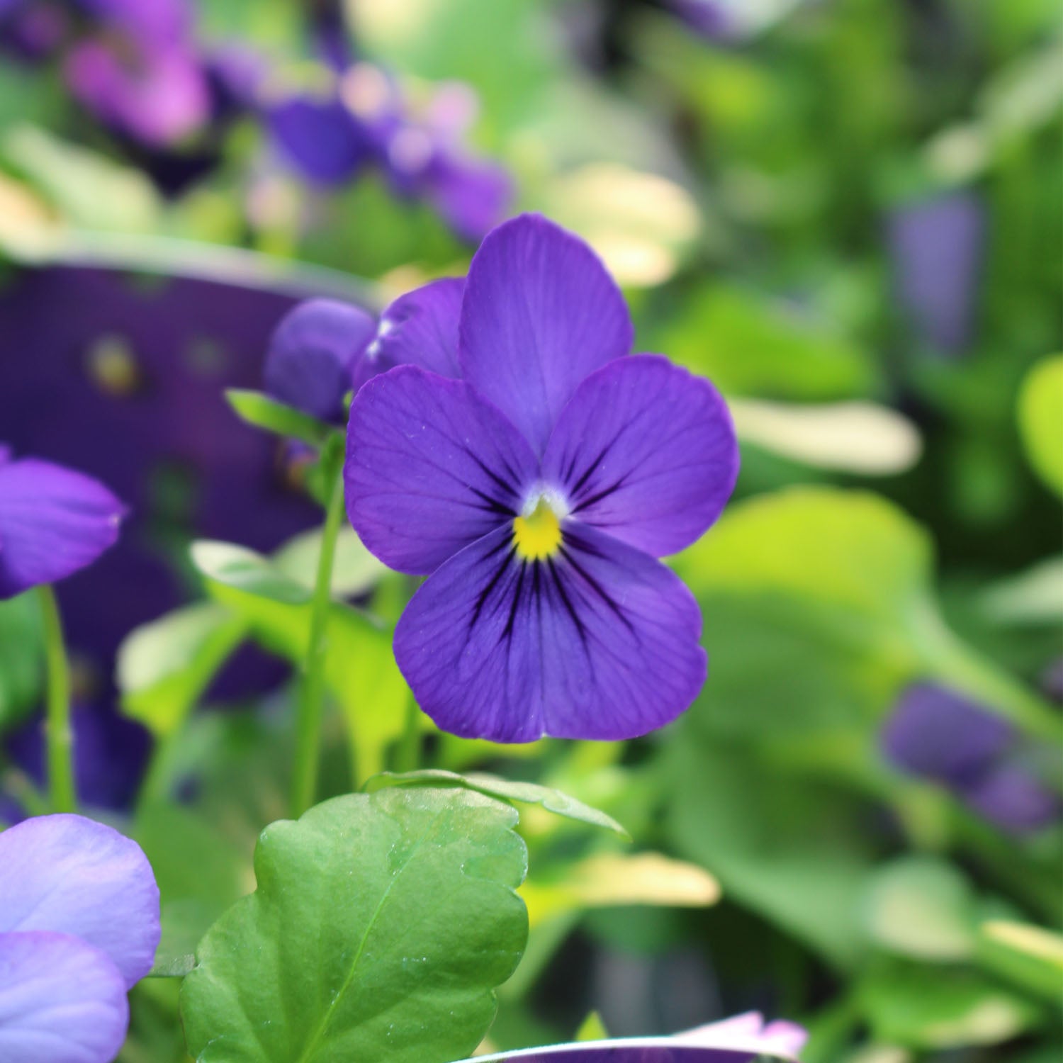 Viola 10.5cm Pot