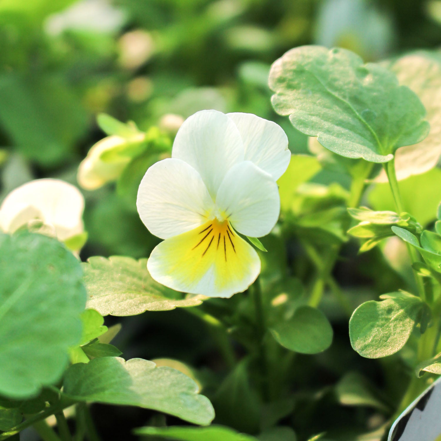 Viola 10.5cm Pot