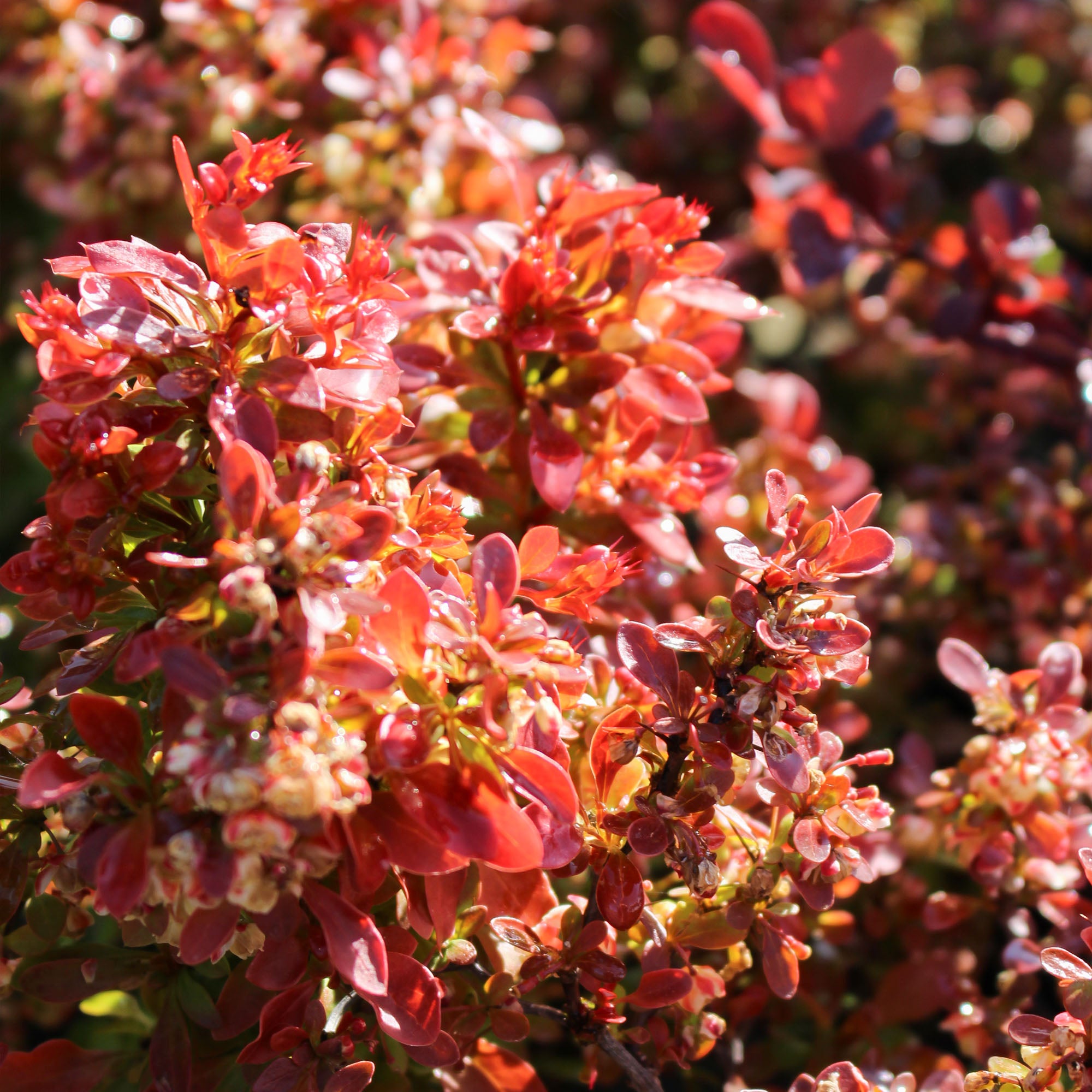 Berberis Thunbergii Admiration 3L