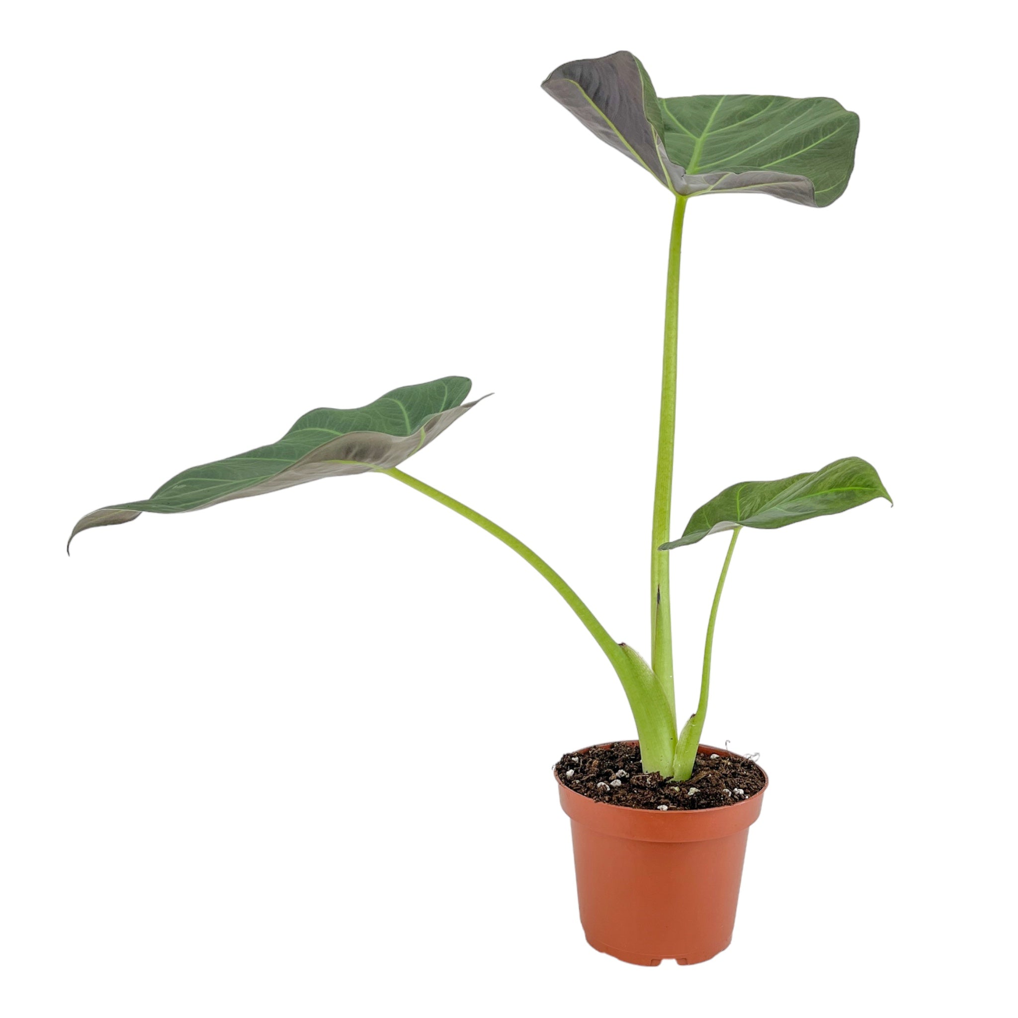 Alocasia Mix